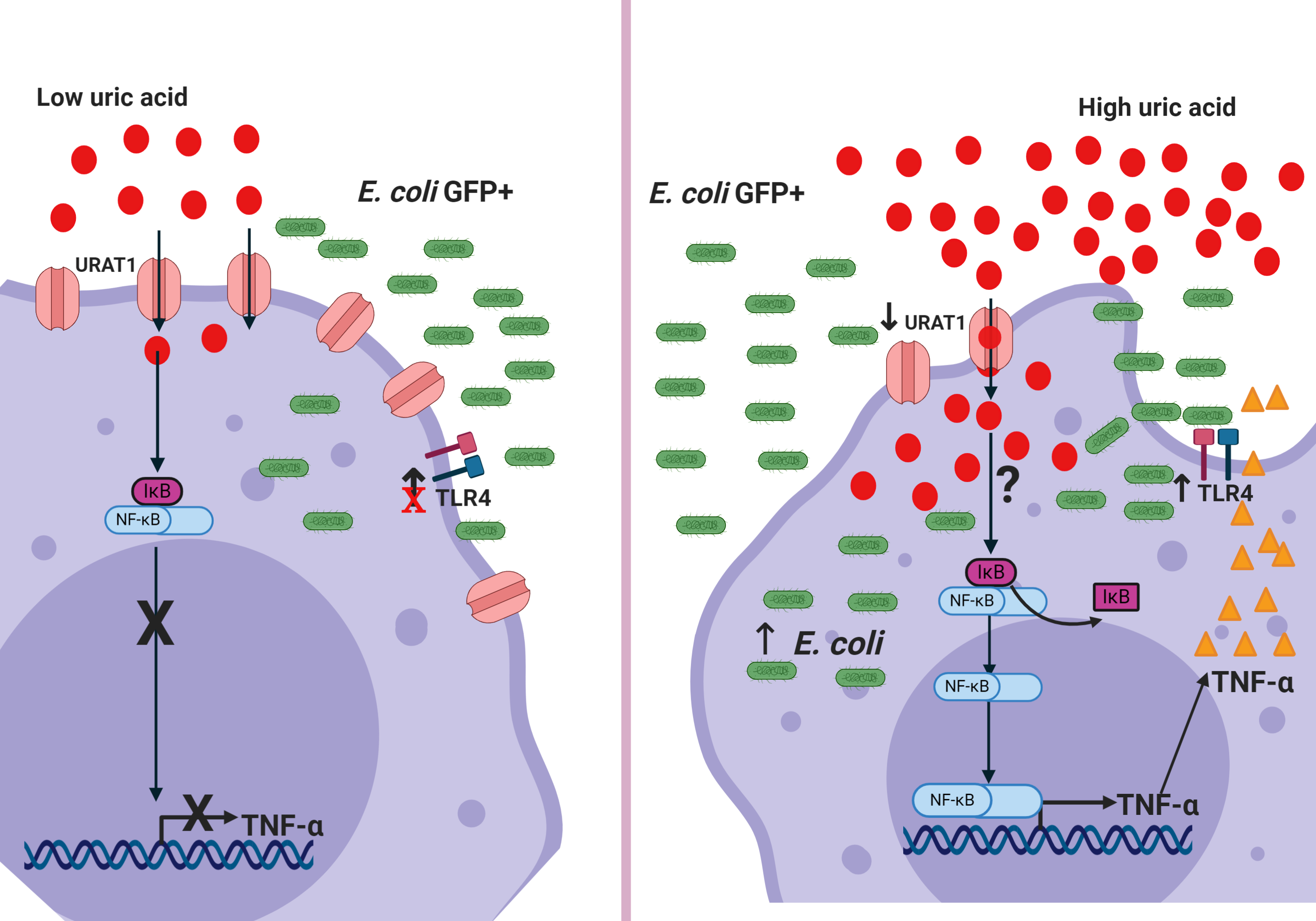Biomolecules Free FullText Uric Acid Has Direct Proinflammatory