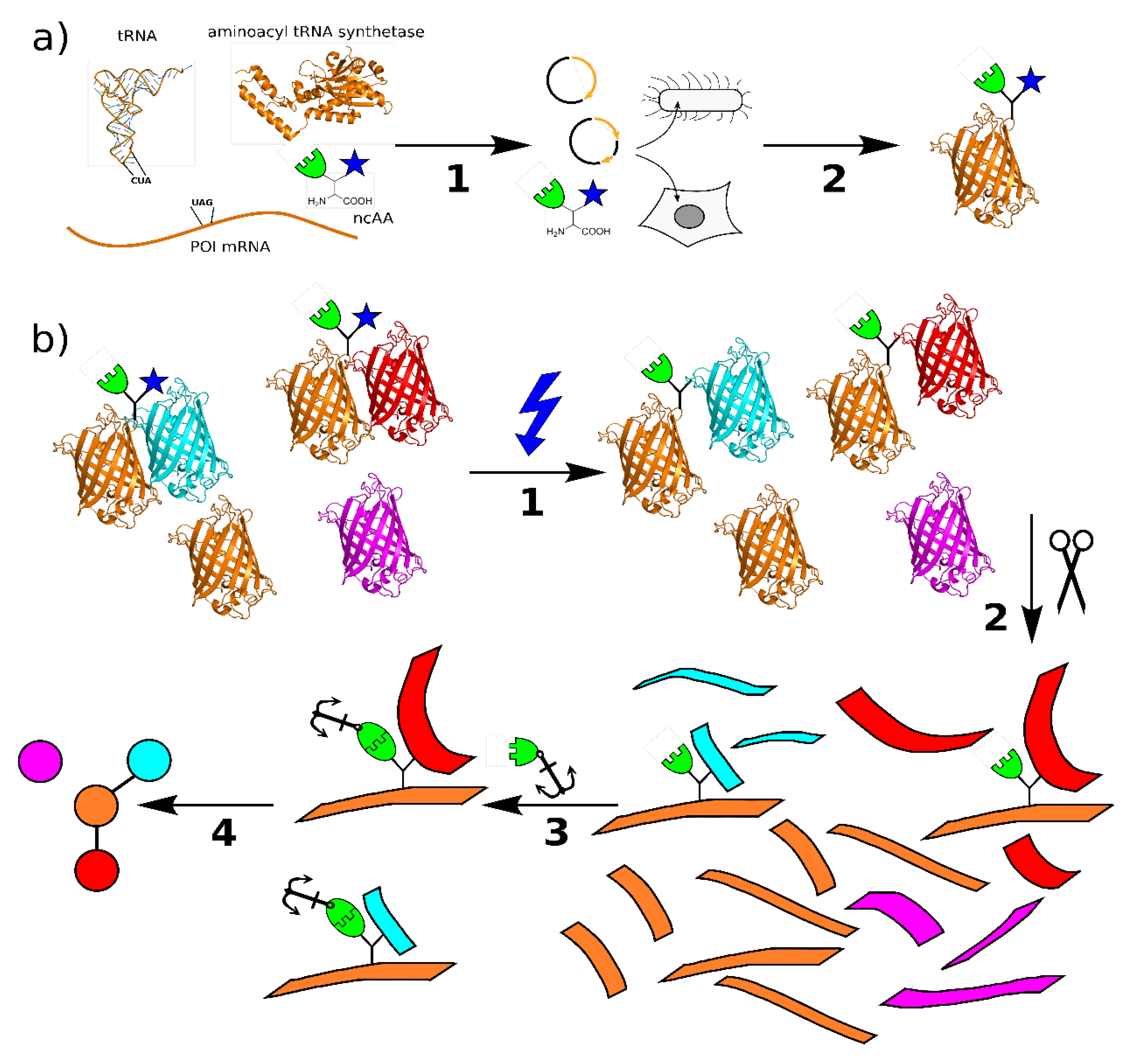 Biomolecules 10 00578 g001