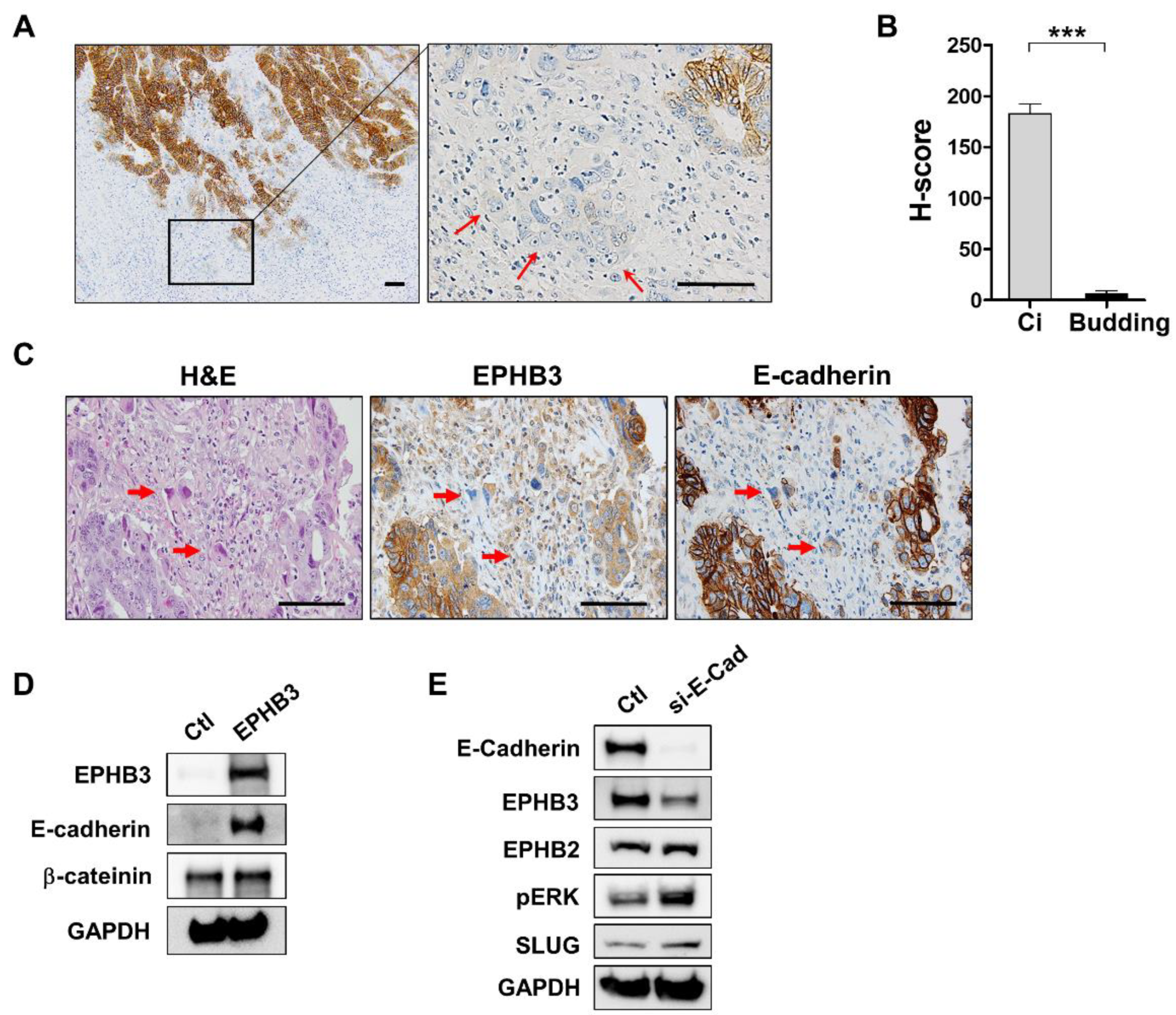 Biomolecules 10 00602 g004 Biomolecules 10 00602 g004