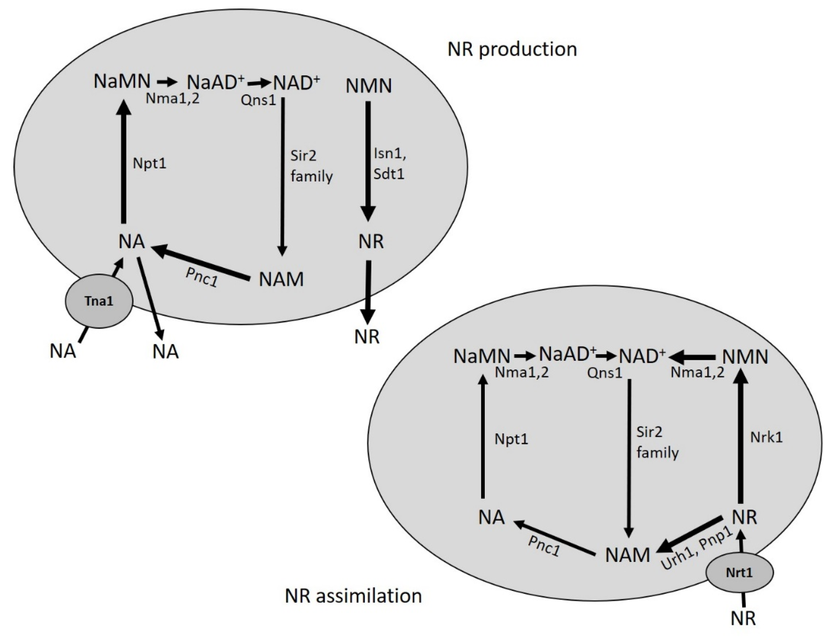 Biomolecules 10 00604 g002