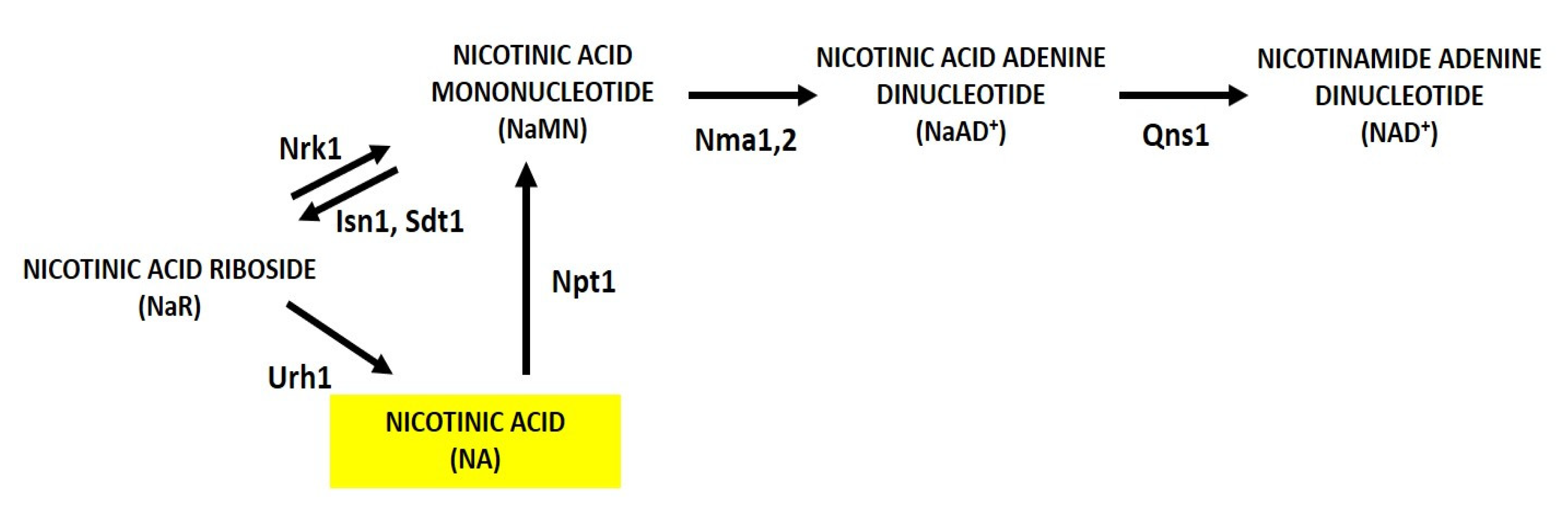 Biomolecules 10 00604 g003