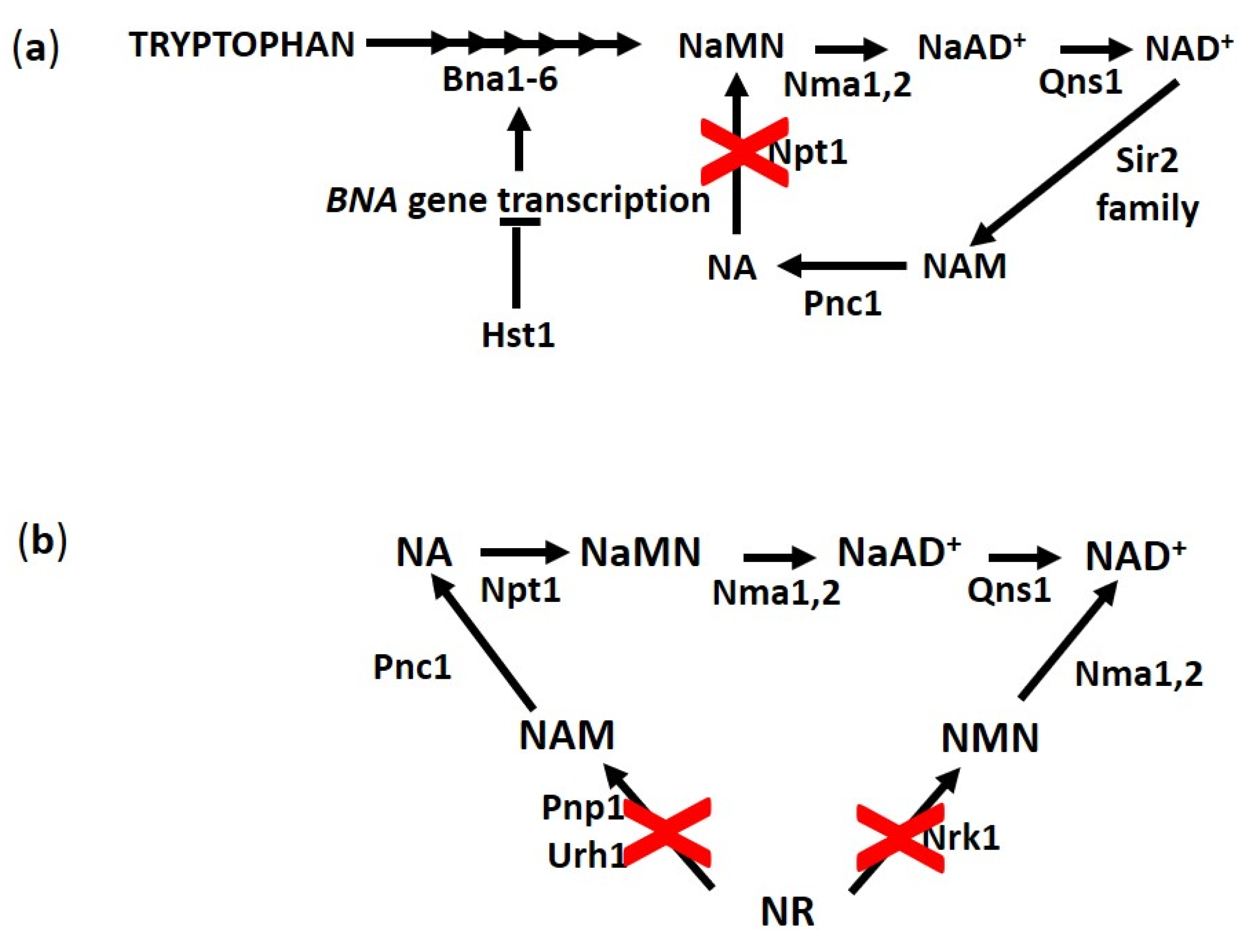 Biomolecules 10 00604 g004