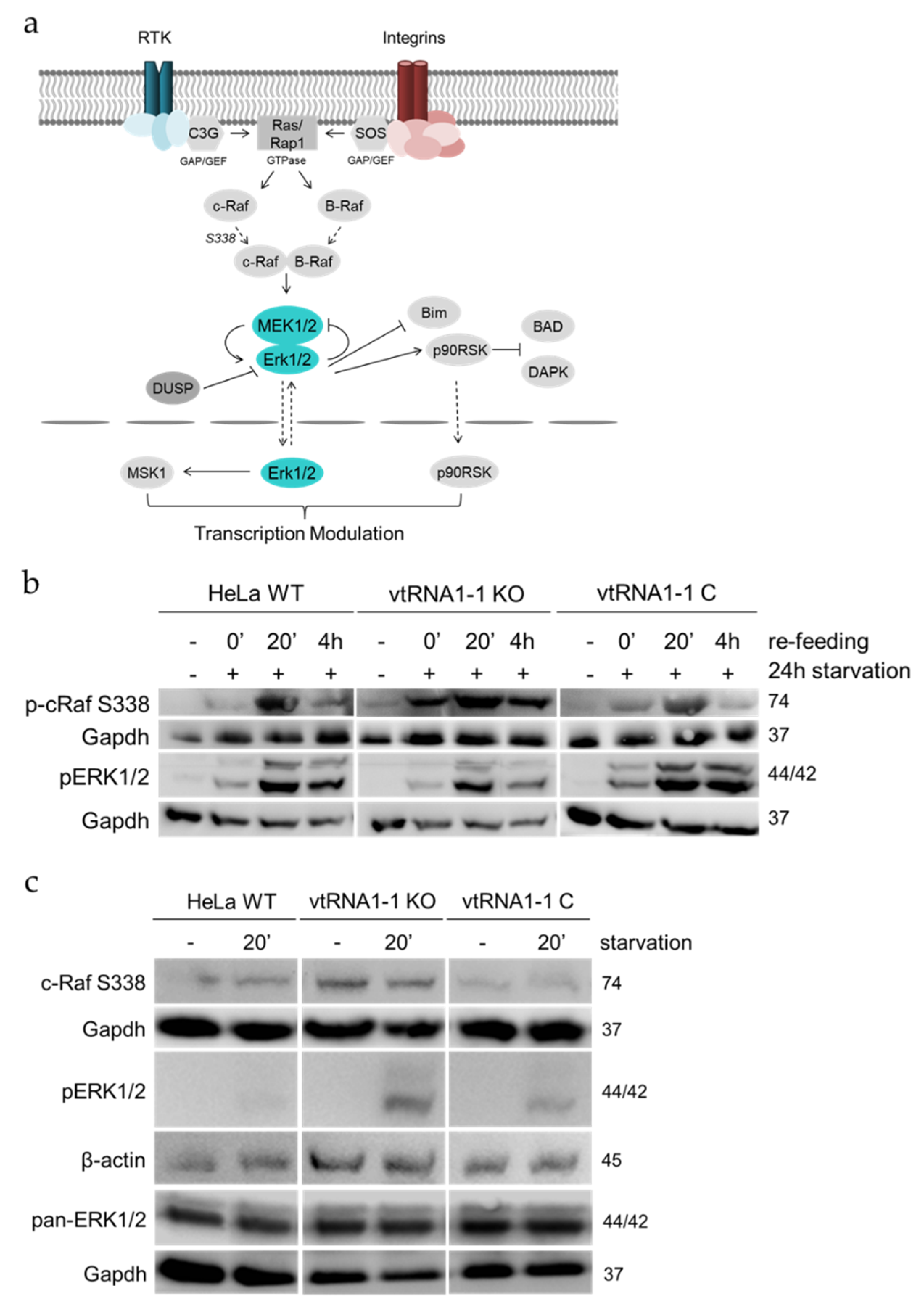 Biomolecules 10 00614 g005 Biomolecules 10 00614 g005