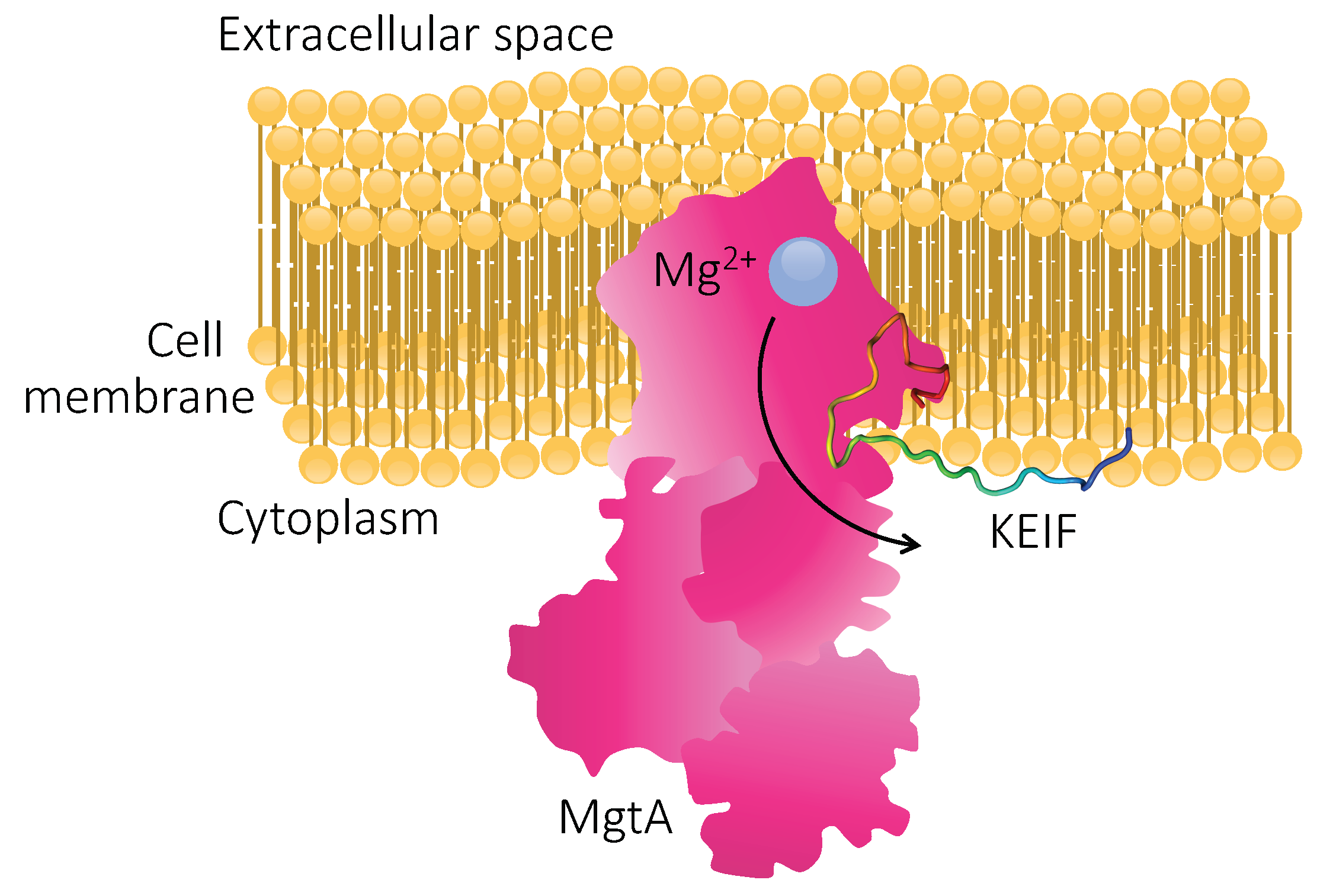 Biomolecules 10 00623 g011