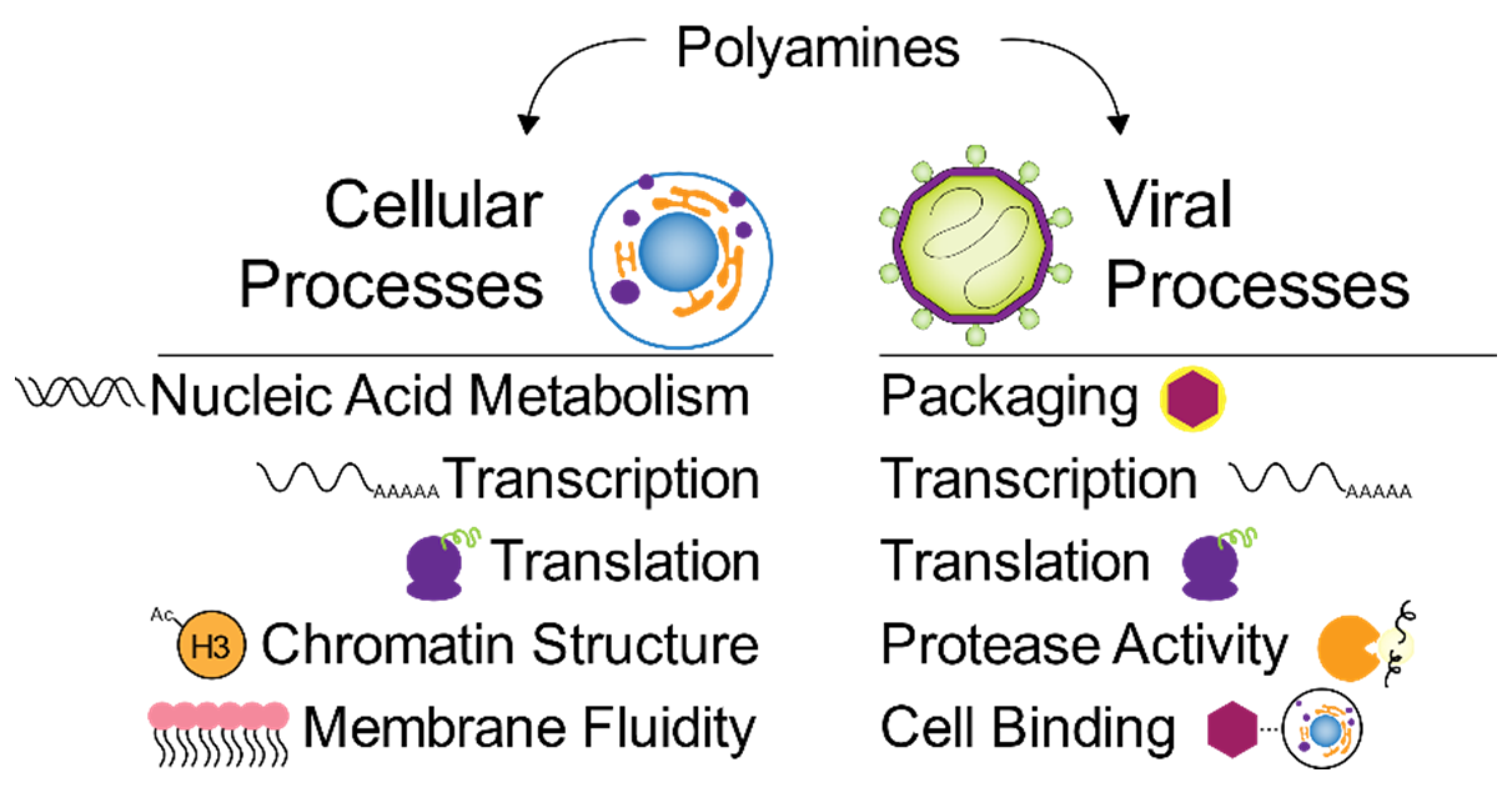 Biomolecules 10 00628 g002
