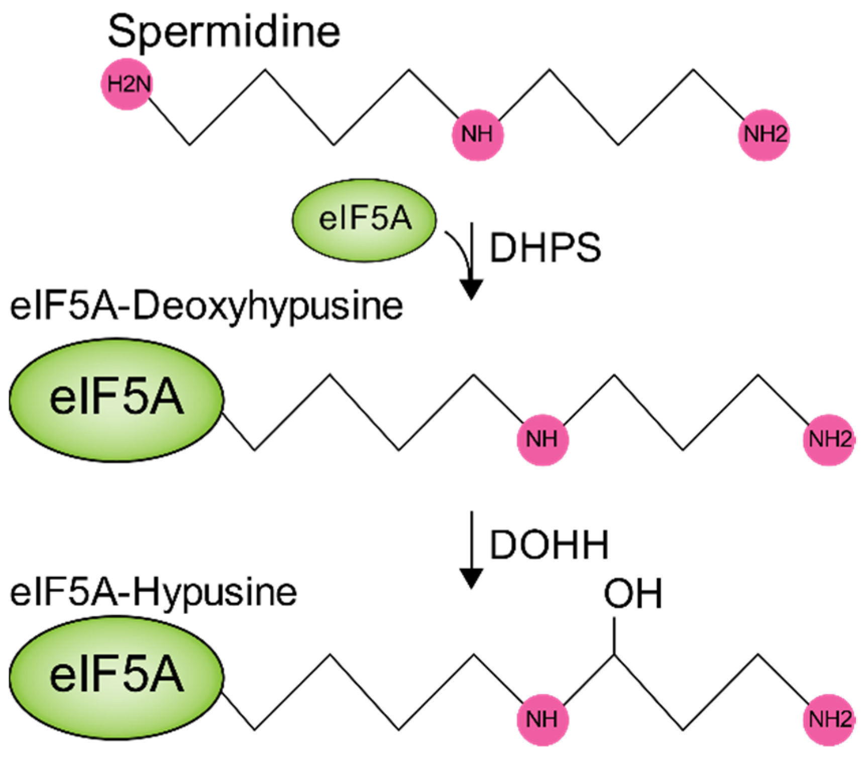 Biomolecules 10 00628 g003