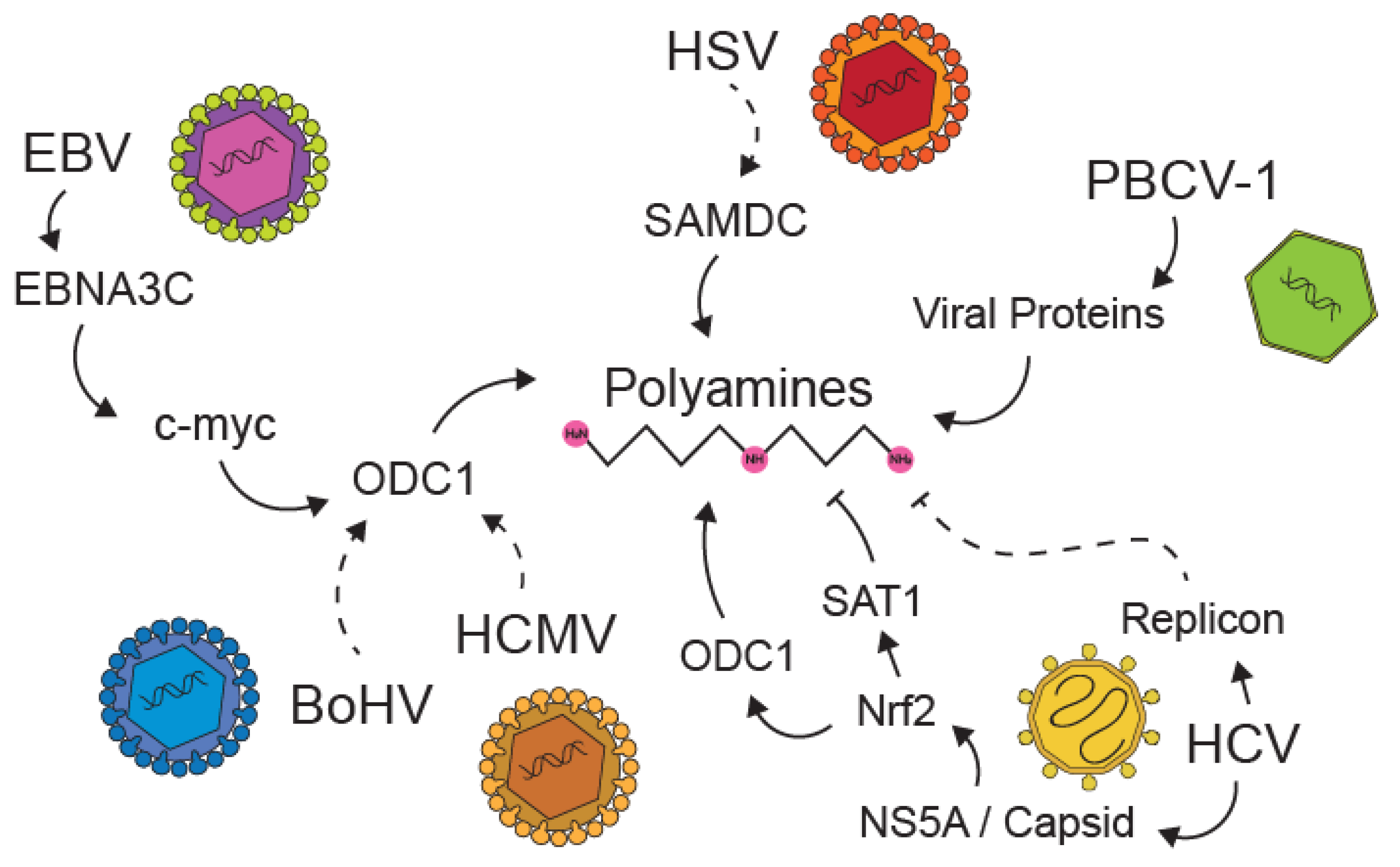 Biomolecules 10 00628 g004