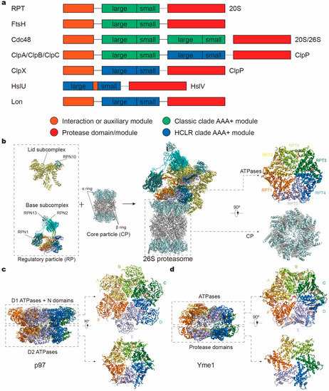 Biomolecules Special Issue a Proteins In Health And Disease Structure Physiological Function And Mechanisms Of Action Biomolecules Special Issue a Proteins In Health And Disease Structure Physiological Function And Mechanisms Of Action