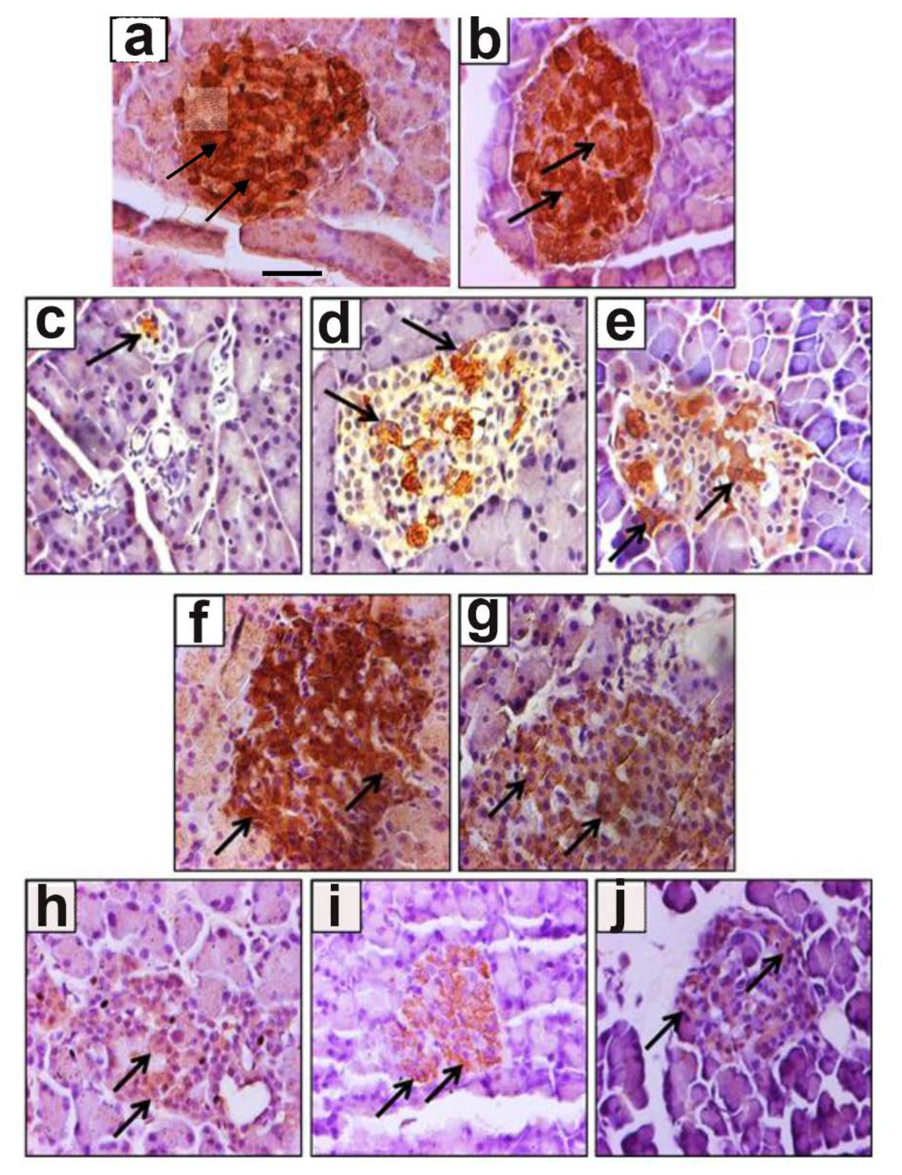 Biomolecules 10 00633 g002 Biomolecules 10 00633 g002