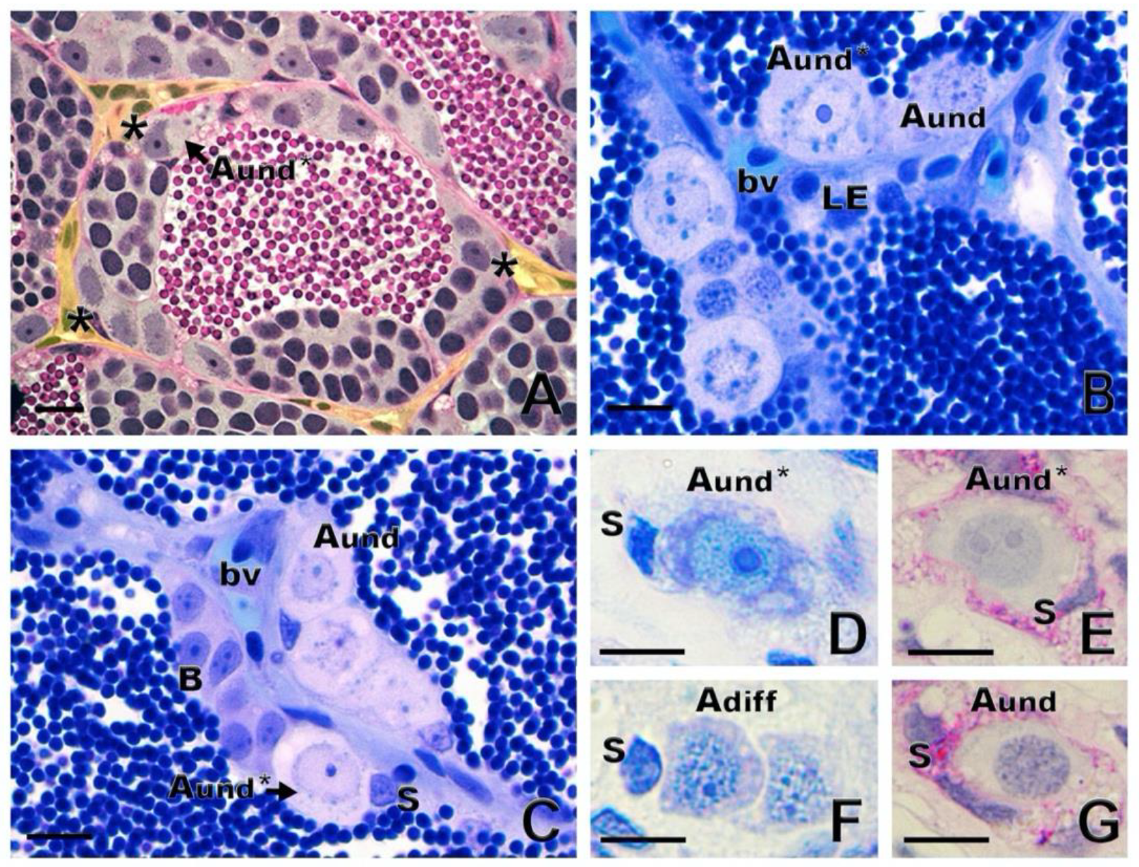 Biomolecules 10 00644 g004