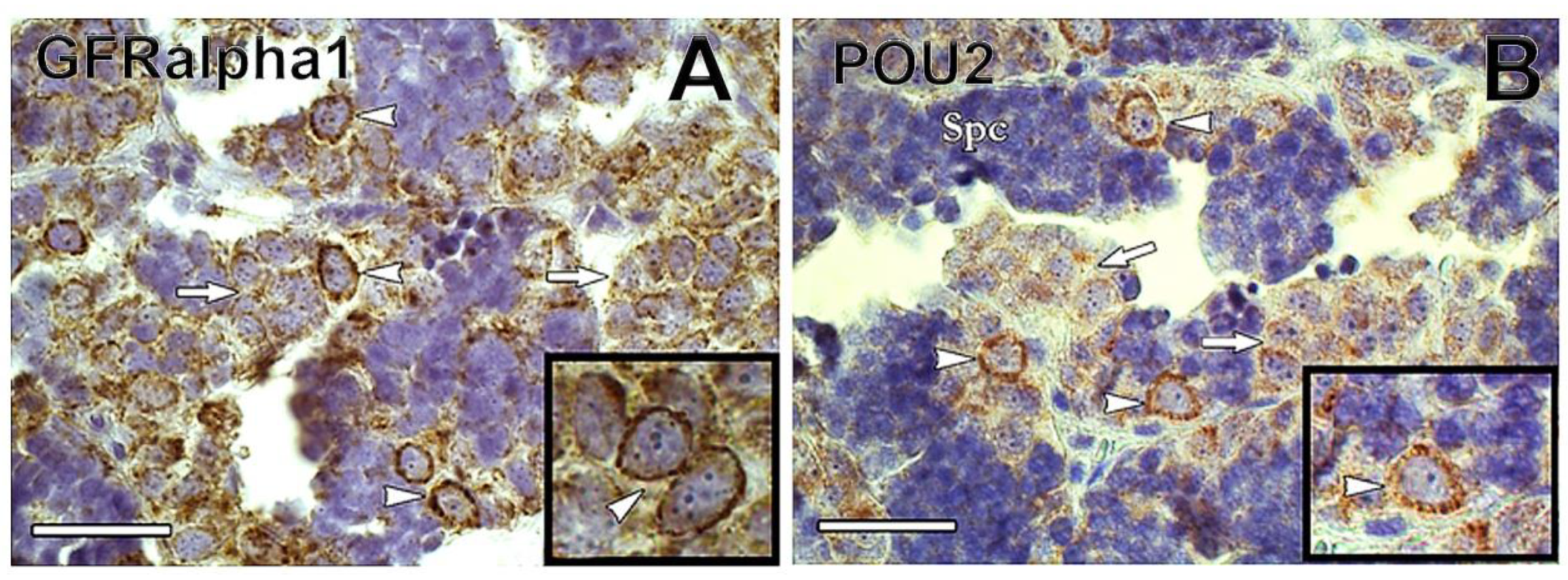 Biomolecules 10 00644 g005