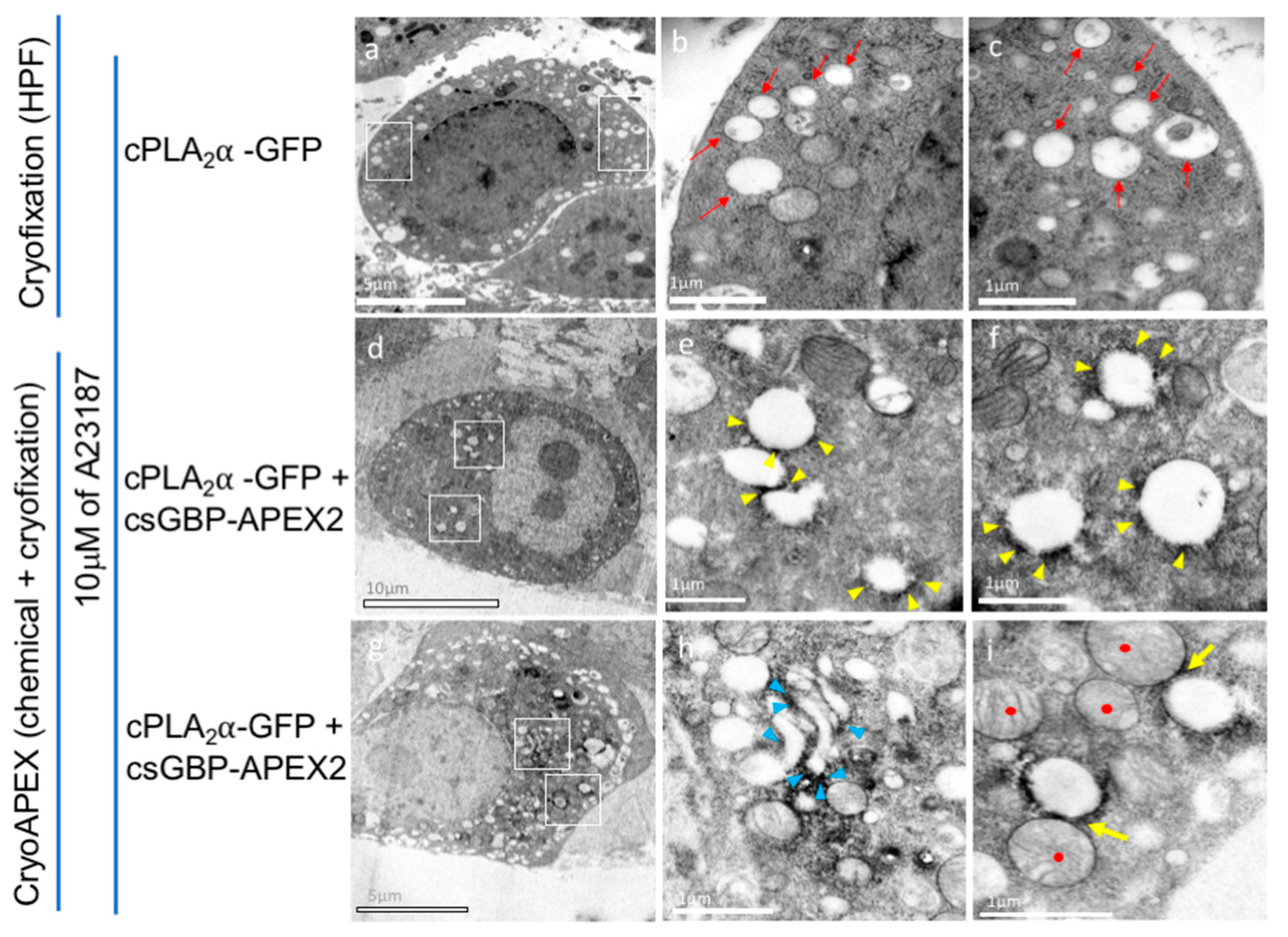 Biomolecules 10 00647 g006