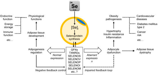 Selenium and Selenoproteins in Adipose Tissue Physiology and