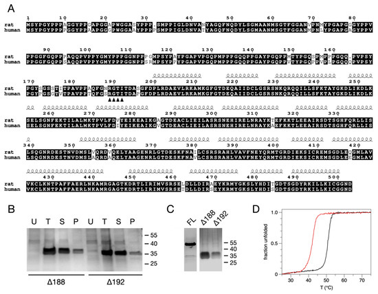 Structure of the ALS Mutation Target Annexin A11 Reveals a