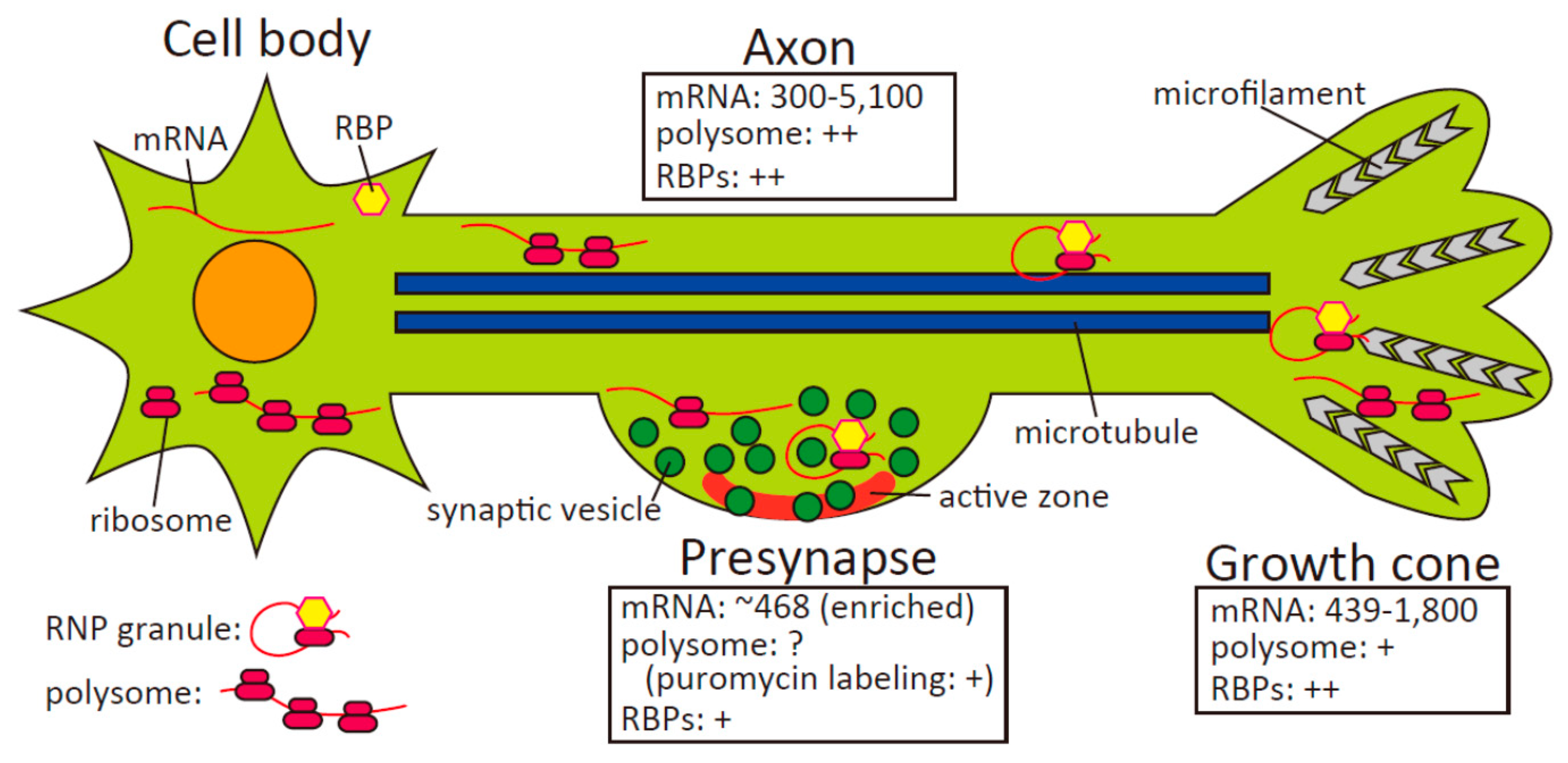 Biomolecules 10 00668 g001