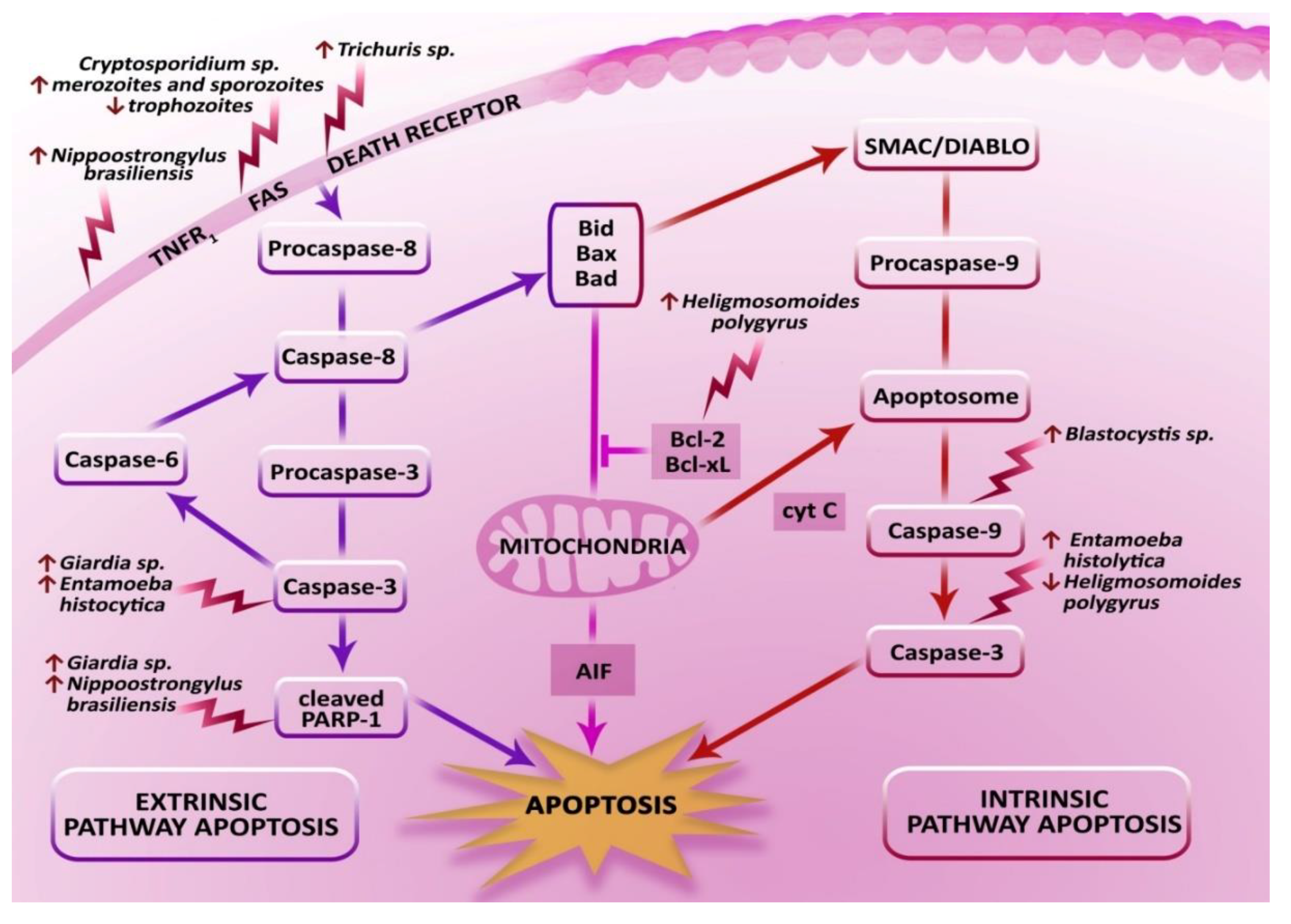 what naturally kills giardia in humans