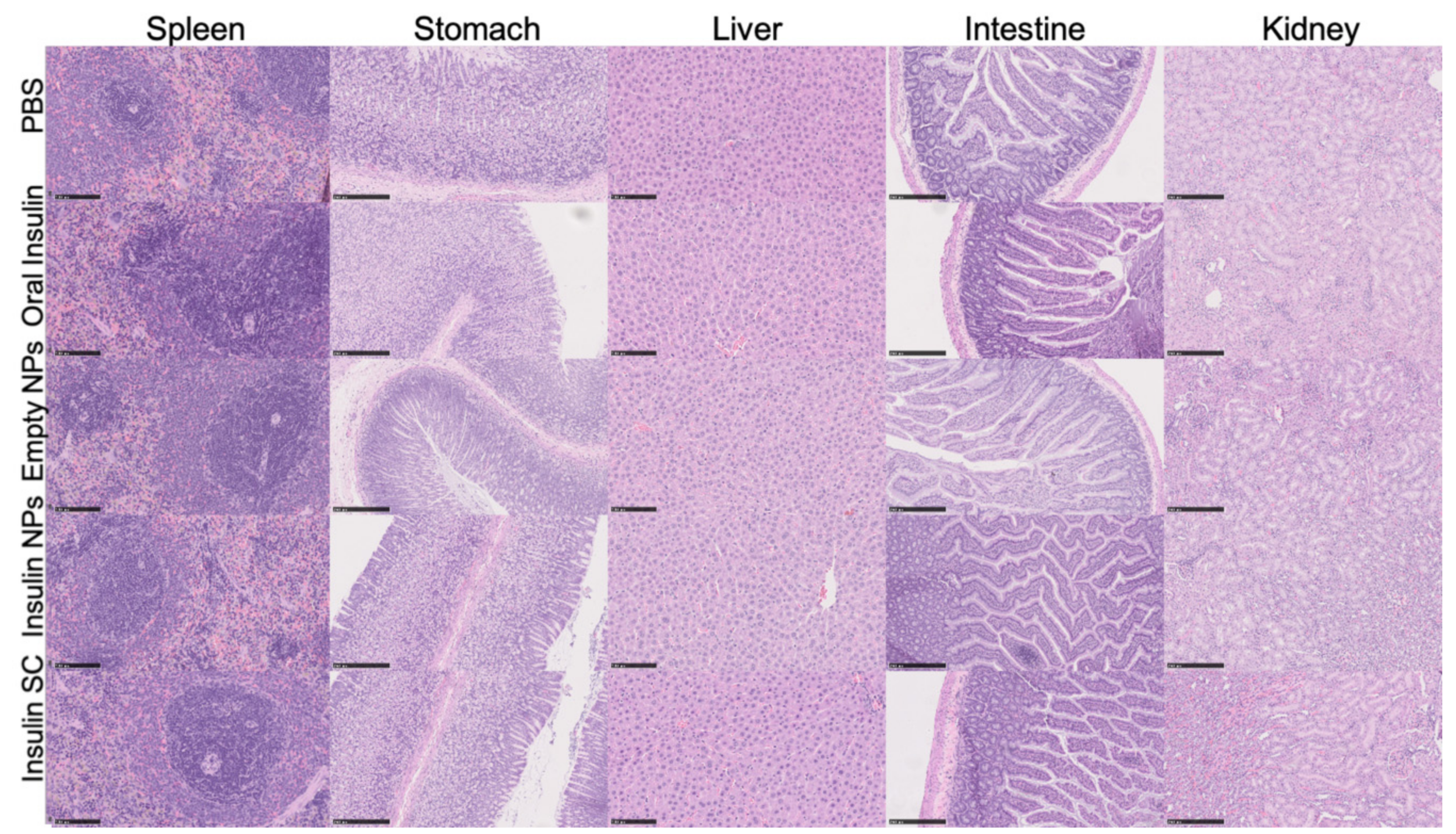 Biomolecules 10 00675 g008 Biomolecules 10 00675 g008