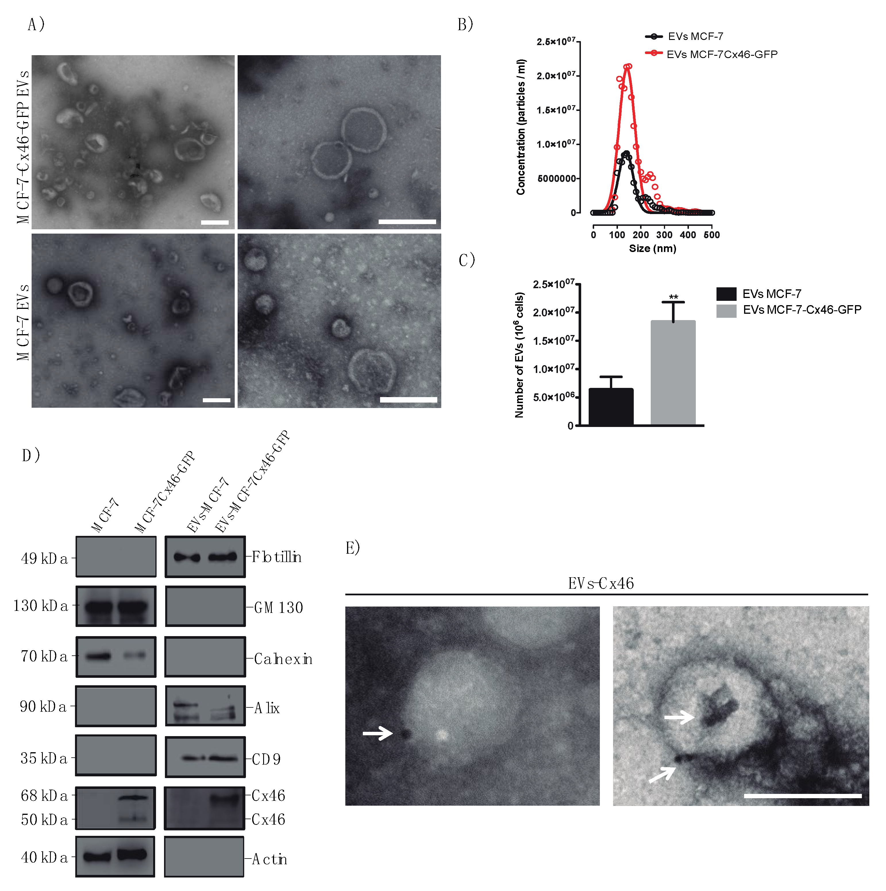 Biomolecules 10 00676 g002 Biomolecules 10 00676 g002