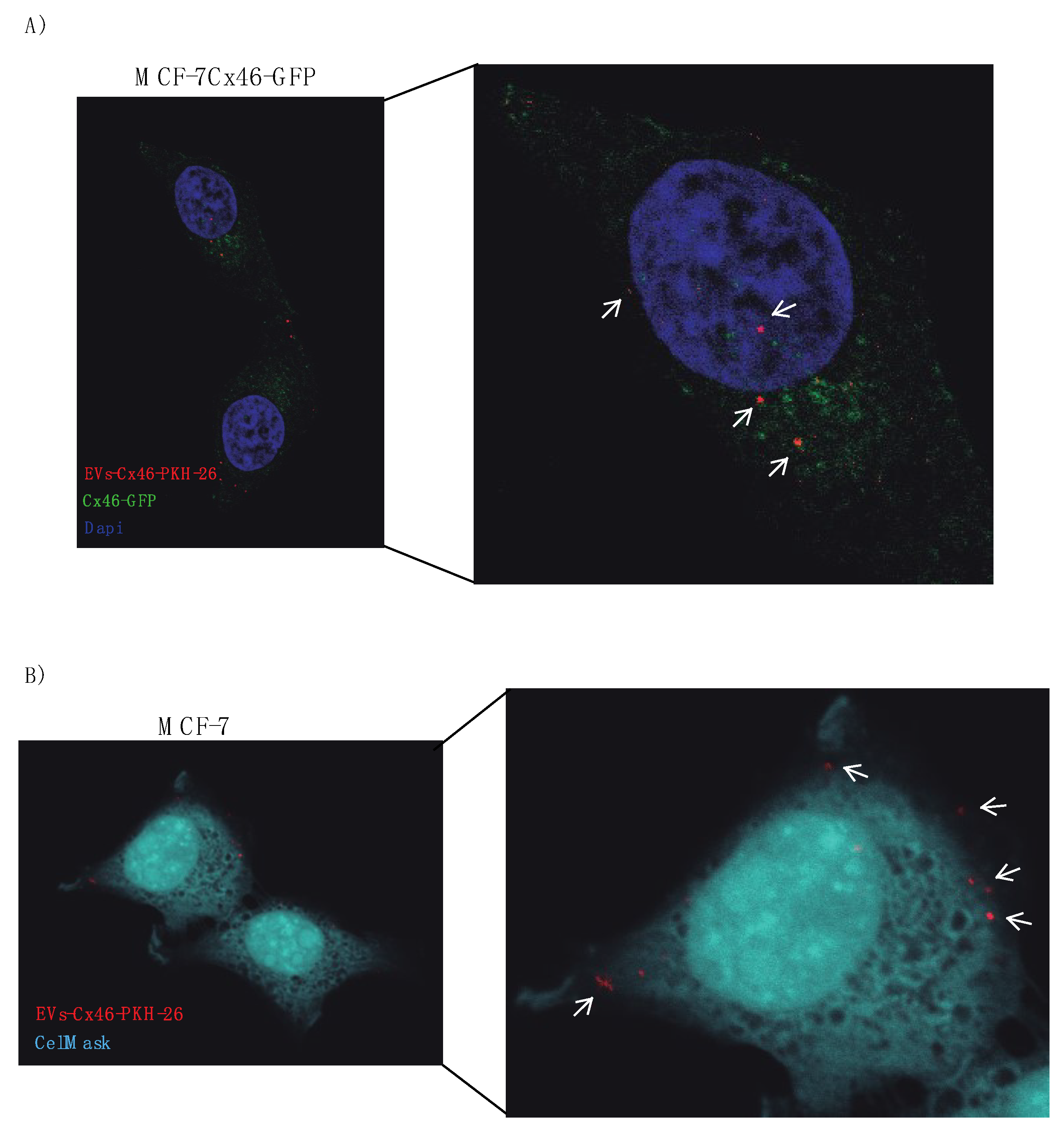 Biomolecules 10 00676 g006 Biomolecules 10 00676 g006