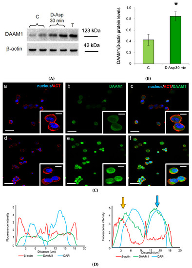 D-Aspartate Upregulates DAAM1 Protein Levels in the Rat