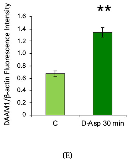 D-Aspartate Upregulates DAAM1 Protein Levels in the Rat