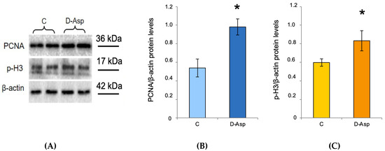 D-Aspartate Upregulates DAAM1 Protein Levels in the Rat