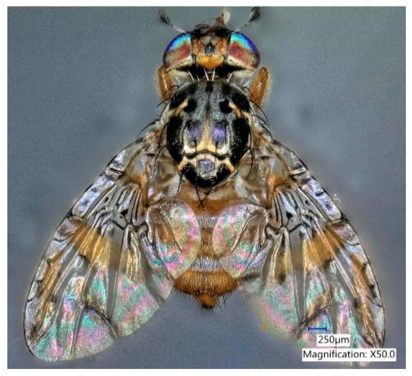 Biomolecules 10 00683 g001 Biomolecules 10 00683 g001