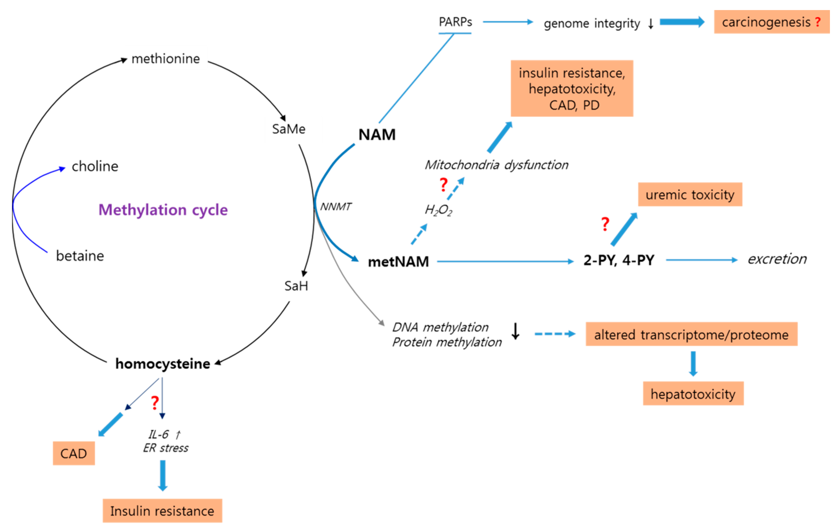 Biomolecules 10 00687 g002 Biomolecules 10 00687 g002