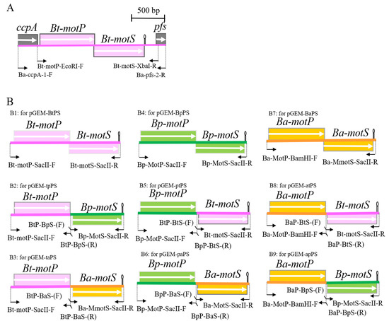 Motps Study MotP Subunit is Critical for Ion Selectivity and Evolution of a K+ ...
