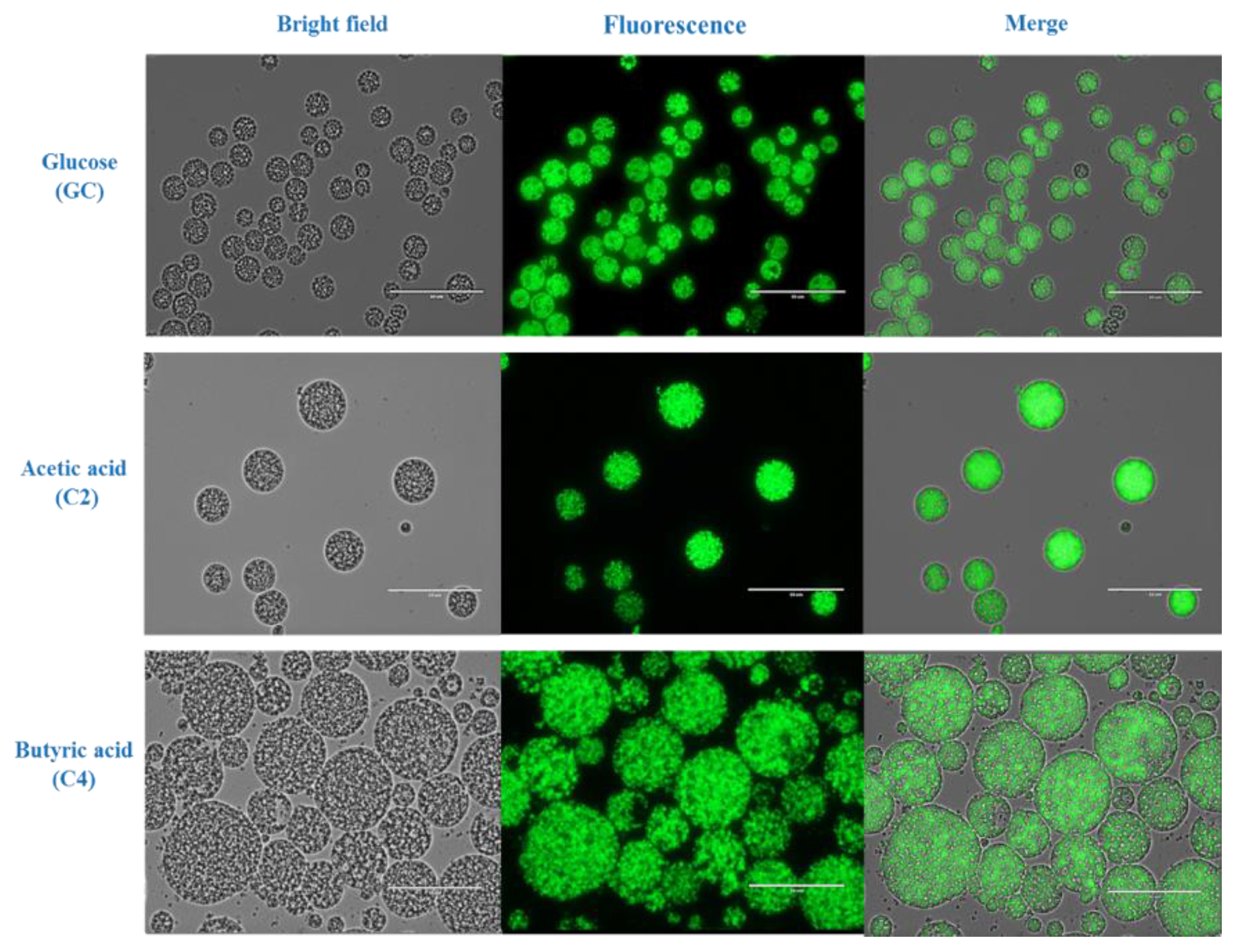Biomolecules 10 00694 g003 Biomolecules 10 00694 g003