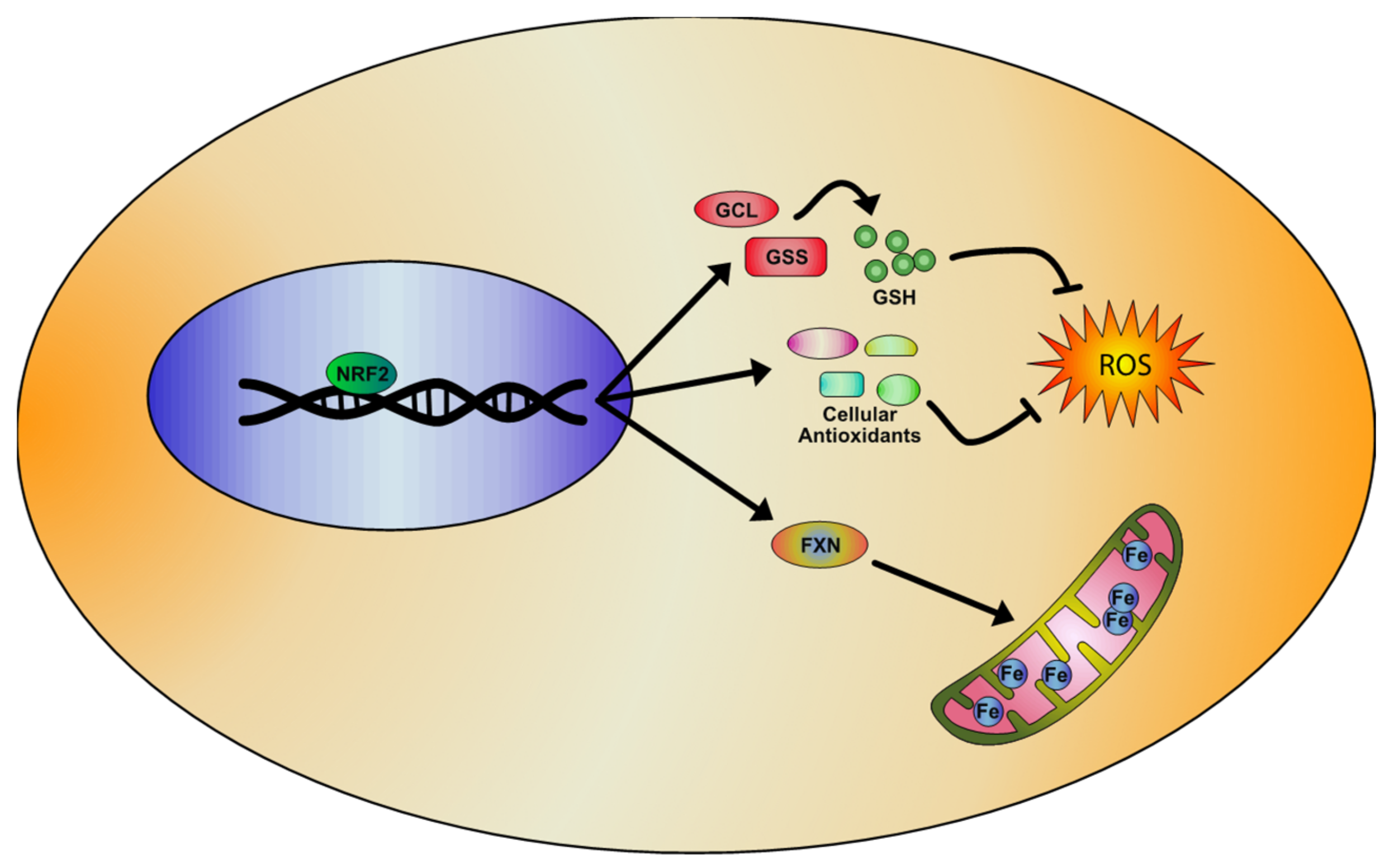 Biomolecules 10 00702 g002 Biomolecules 10 00702 g002