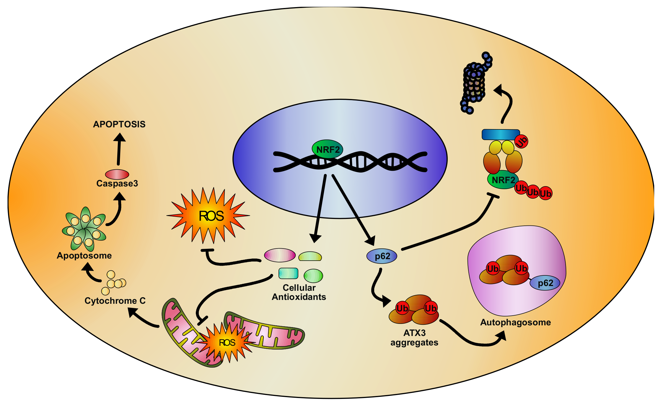 Biomolecules 10 00702 g003 Biomolecules 10 00702 g003