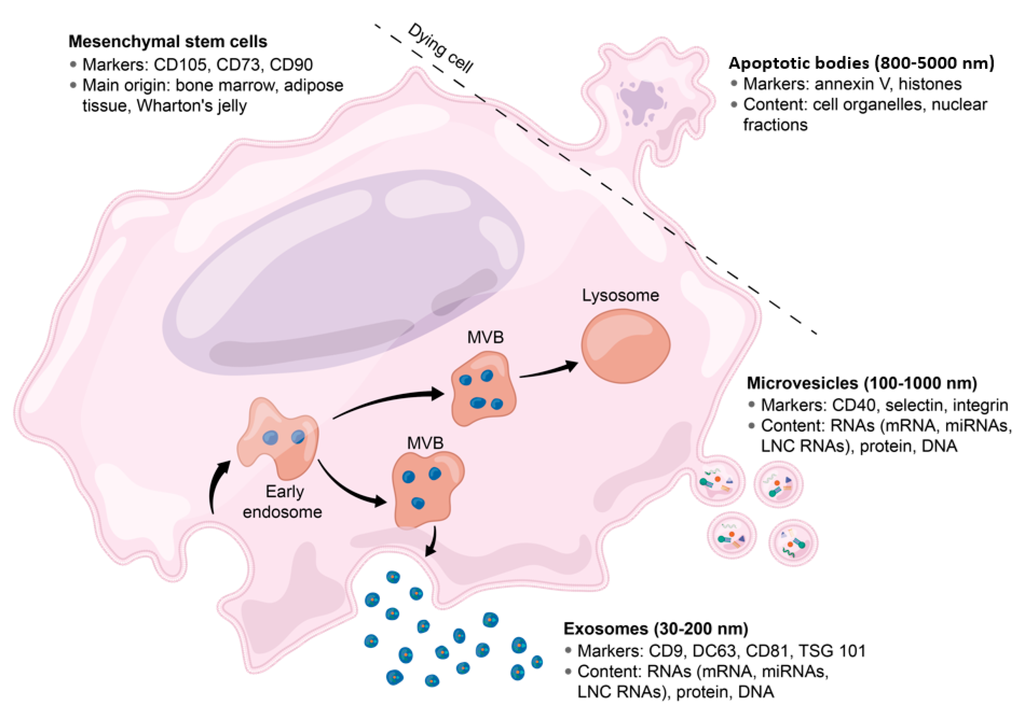 Biomolecules 10 00707 g001 Biomolecules 10 00707 g001