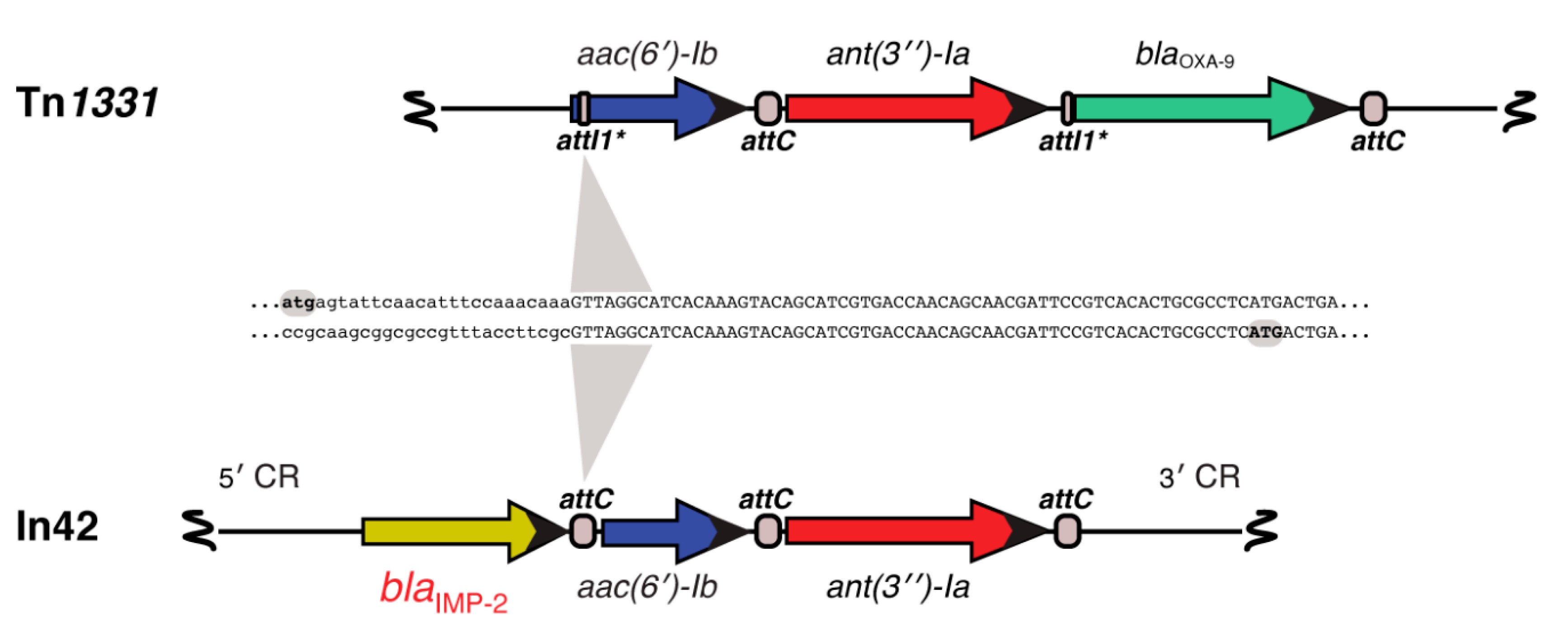 Biomolecules 10 00720 g004 Biomolecules 10 00720 g004