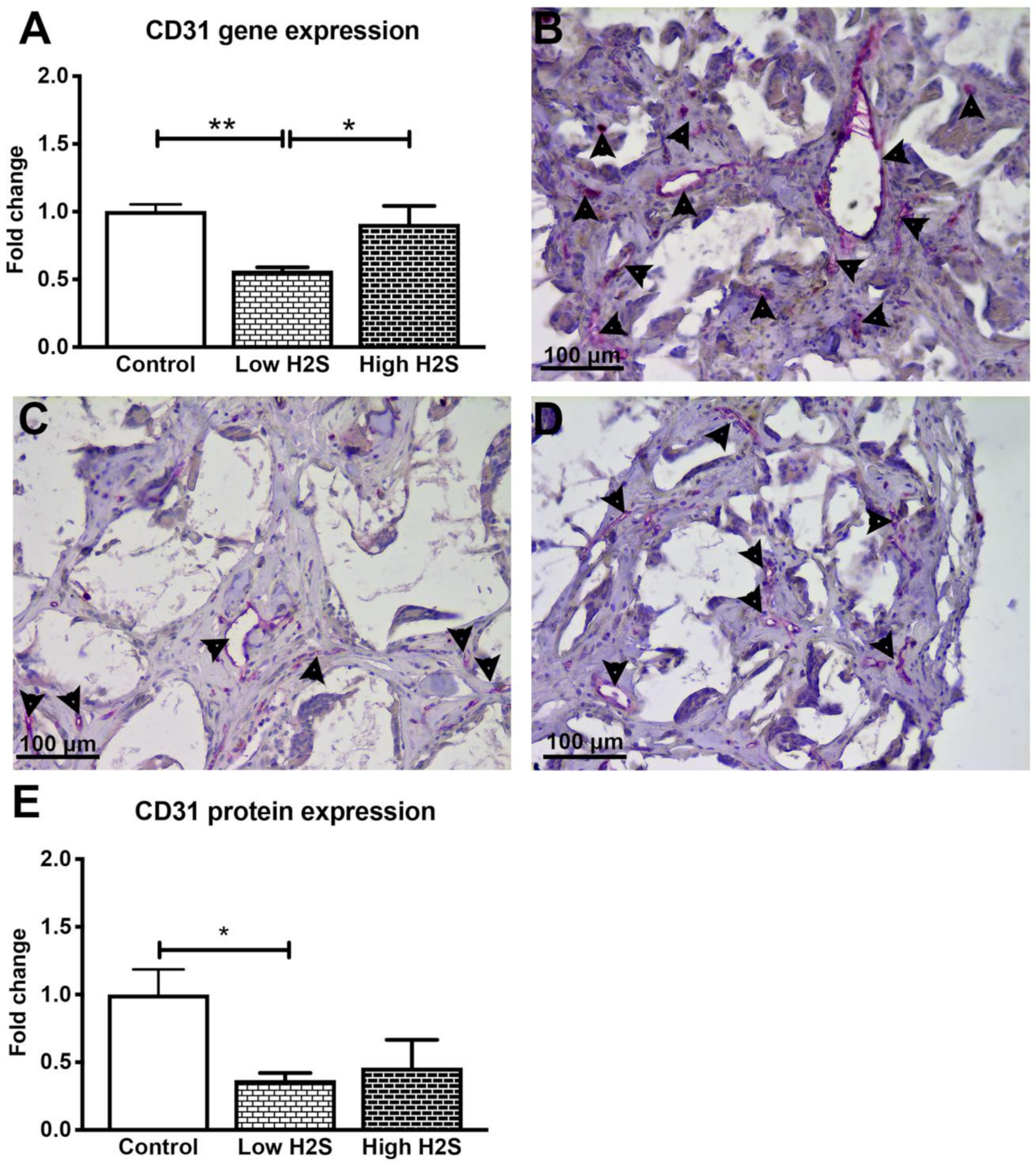 Biomolecules 10 00722 g005 Biomolecules 10 00722 g005