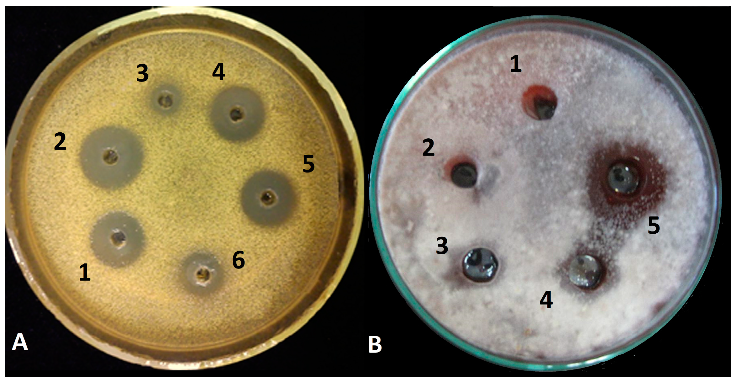 Biomolecules 10 00730 g002 Biomolecules 10 00730 g002