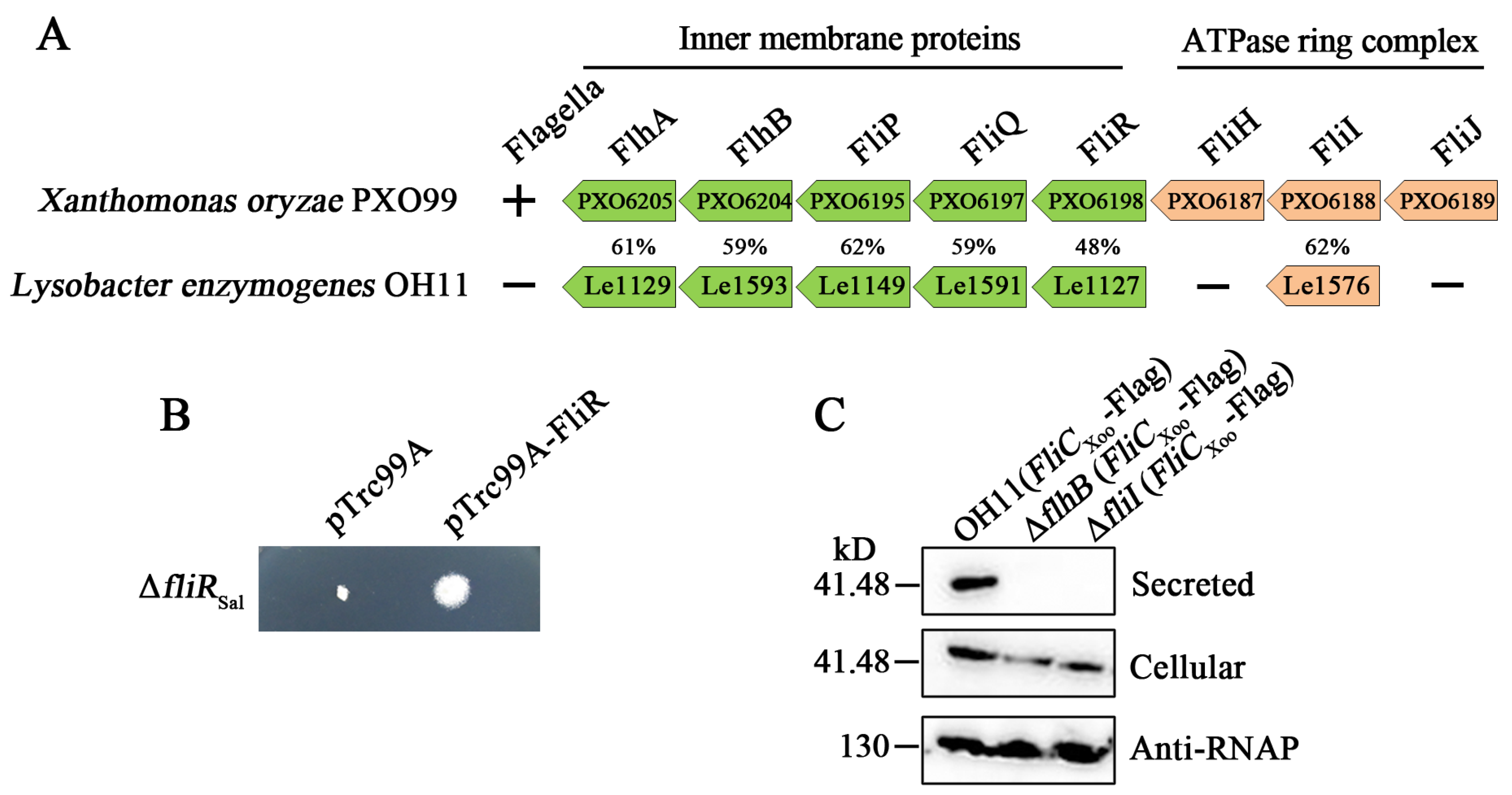 Biomolecules 10 00733 g001
