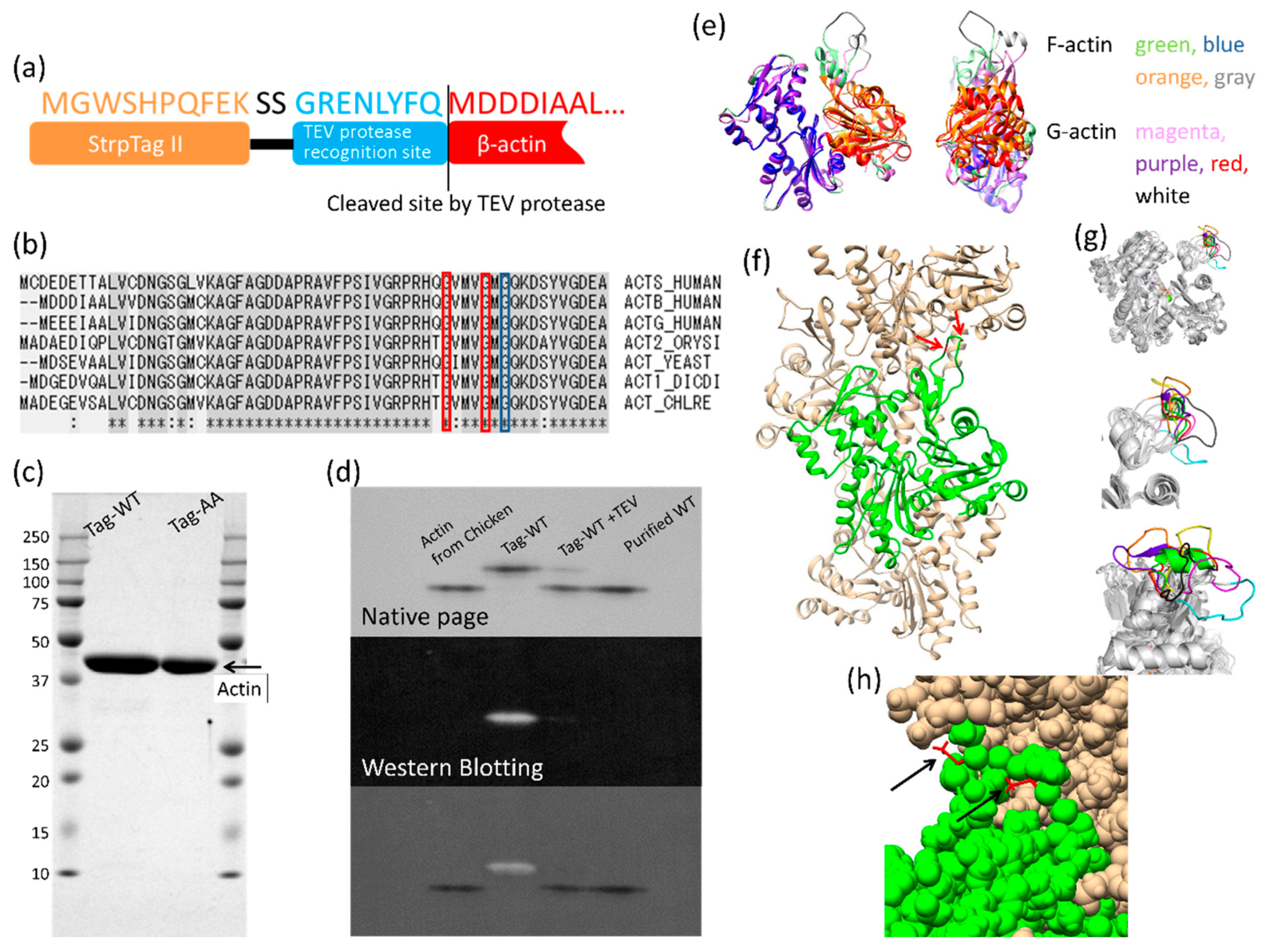 Biomolecules 10 00736 g001 Biomolecules 10 00736 g001