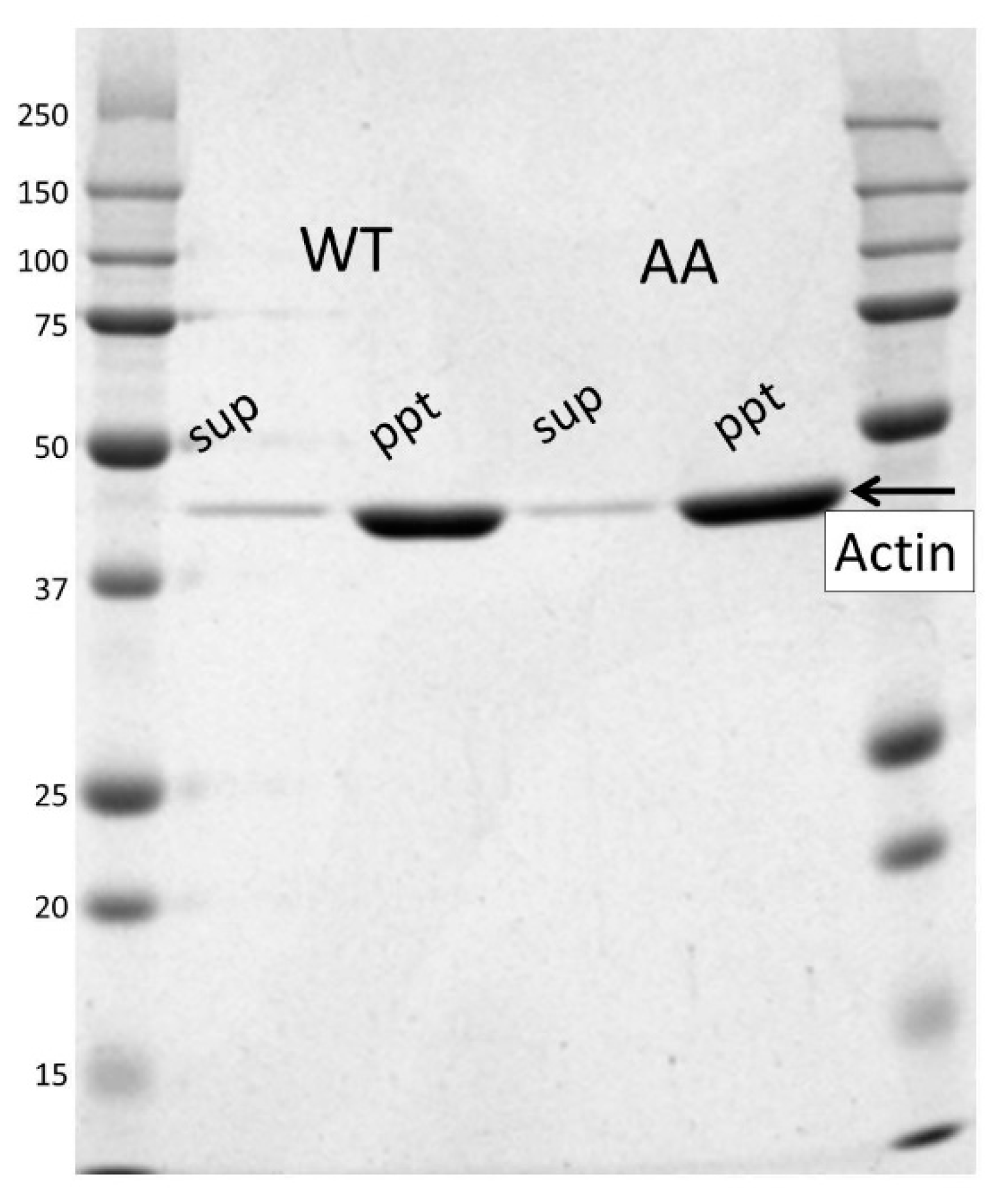 Biomolecules 10 00736 g002 Biomolecules 10 00736 g002