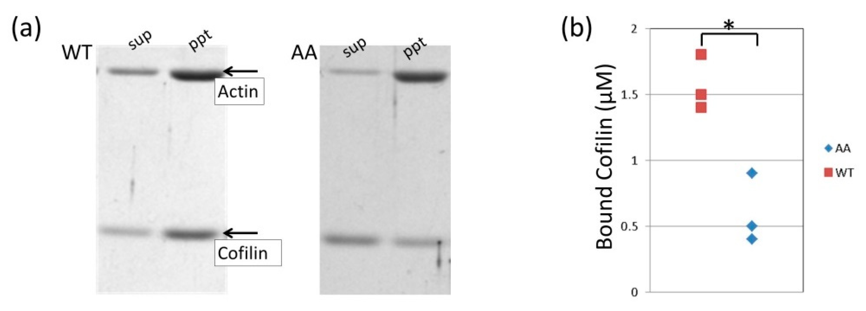 Biomolecules 10 00736 g005 Biomolecules 10 00736 g005