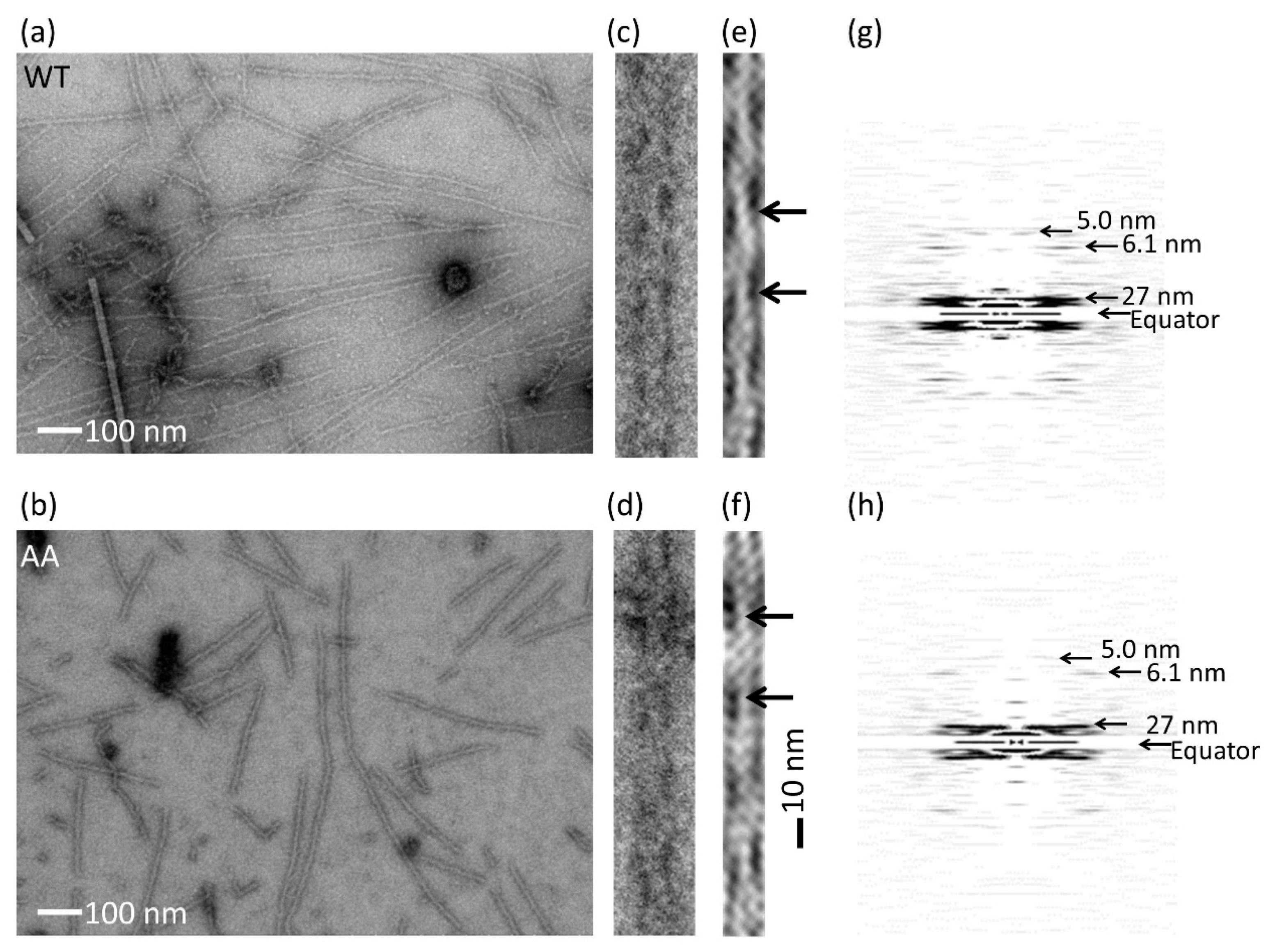 Biomolecules 10 00736 g006 Biomolecules 10 00736 g006