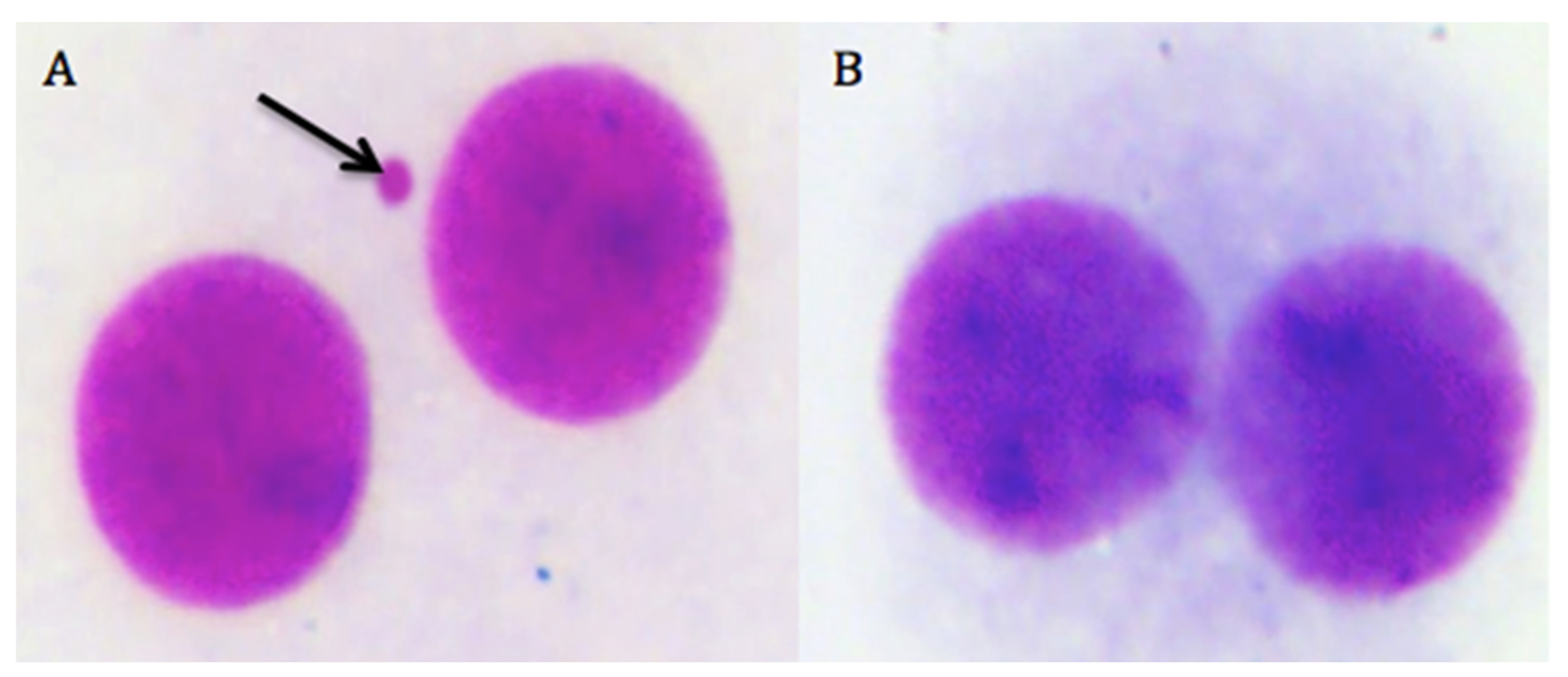 Biomolecules 10 00737 g008 Biomolecules 10 00737 g008