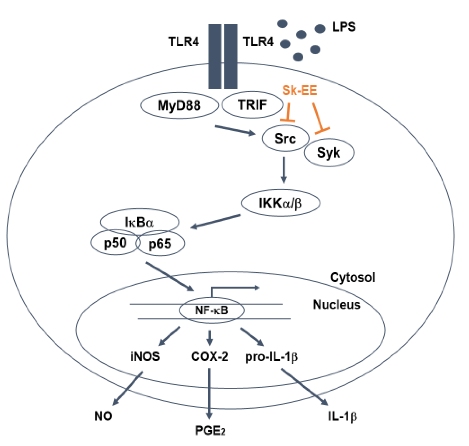 Biomolecules 10 00741 g005 Biomolecules 10 00741 g005