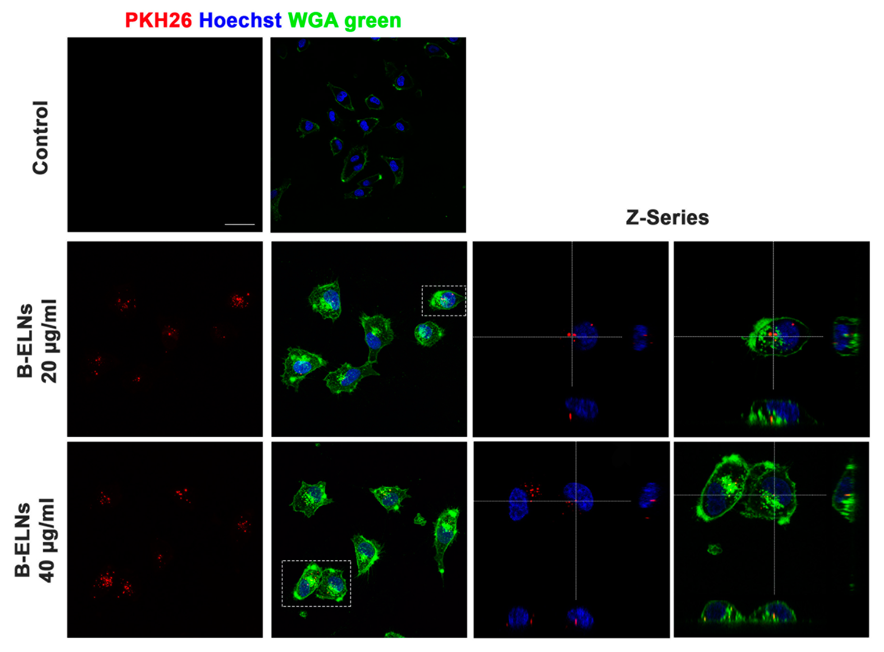 Biomolecules 10 00742 g003