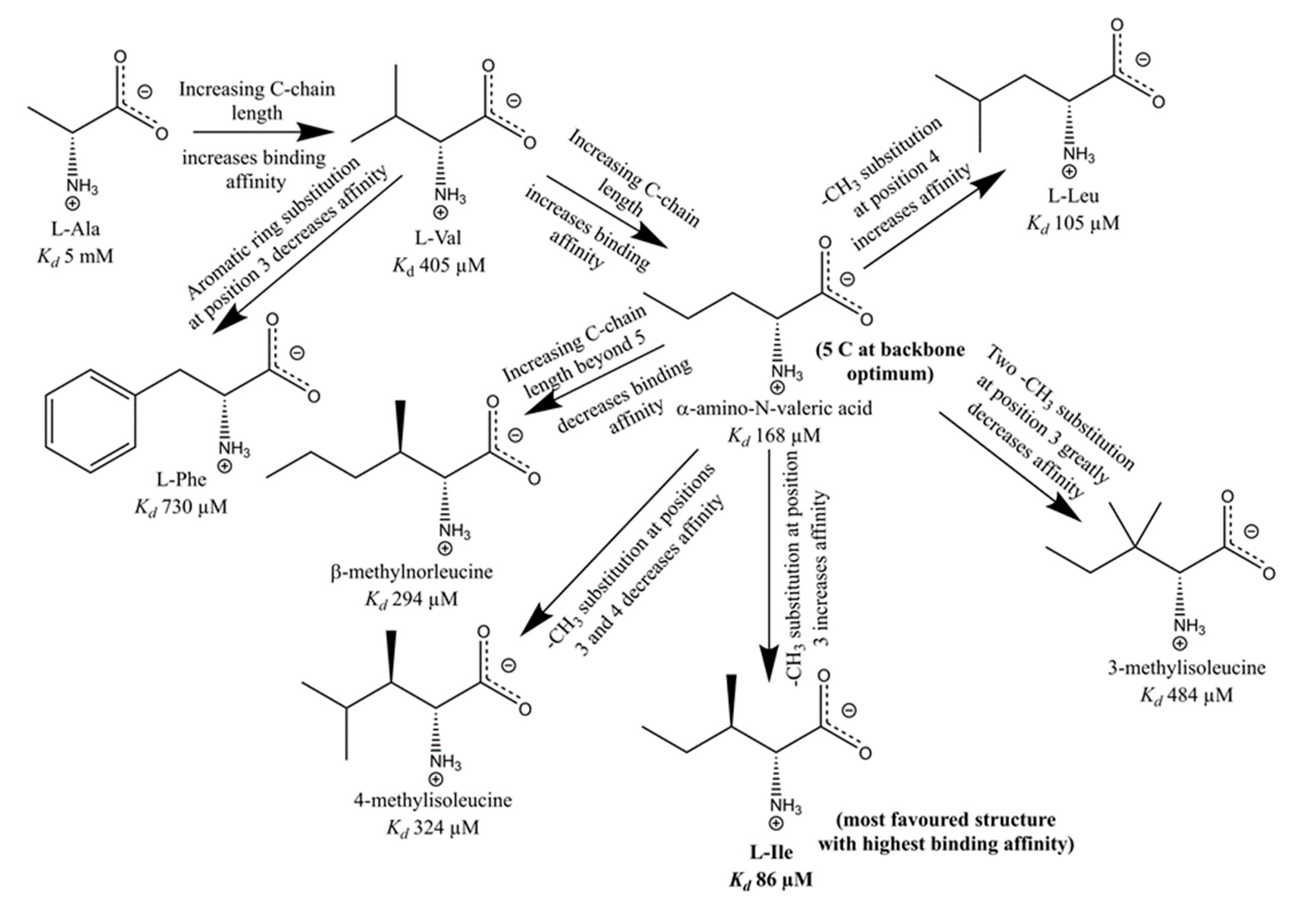where are hydrophobic amino acids found where are hydrophobic amino acids found