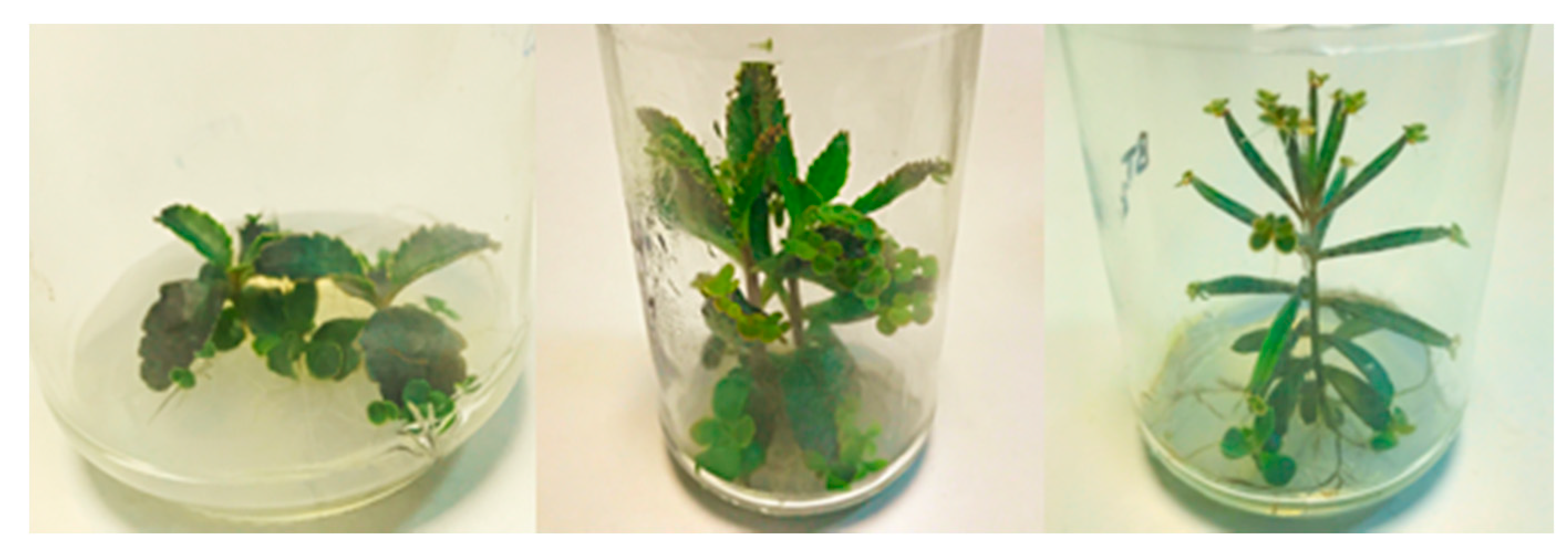 Biomolecules 10 00746 g003 Biomolecules 10 00746 g003