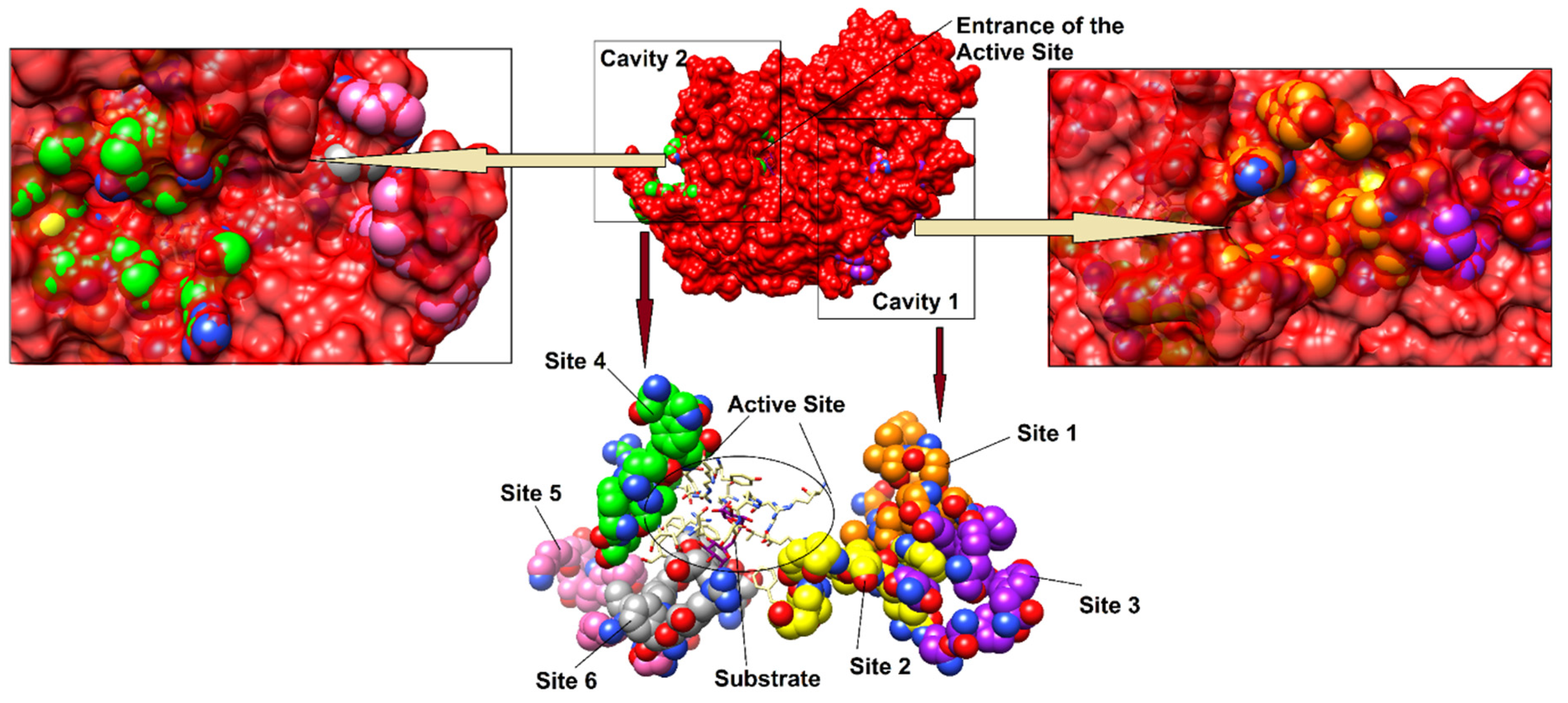 Biomolecules 10 00751 g007 Biomolecules 10 00751 g007
