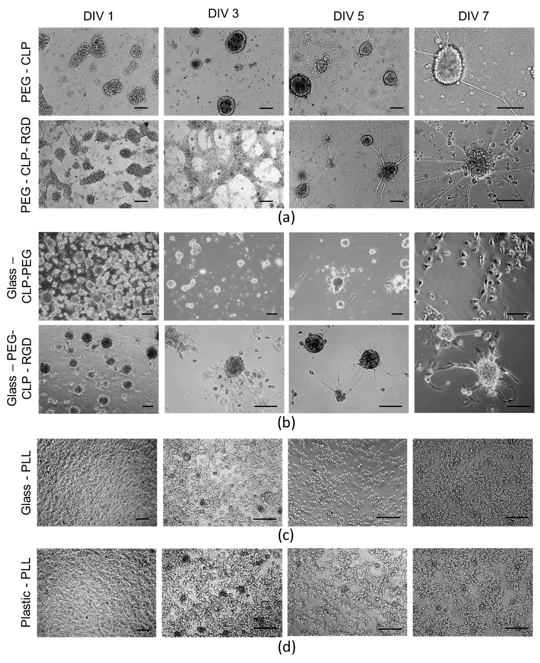 Biomolecules 10 00754 g003