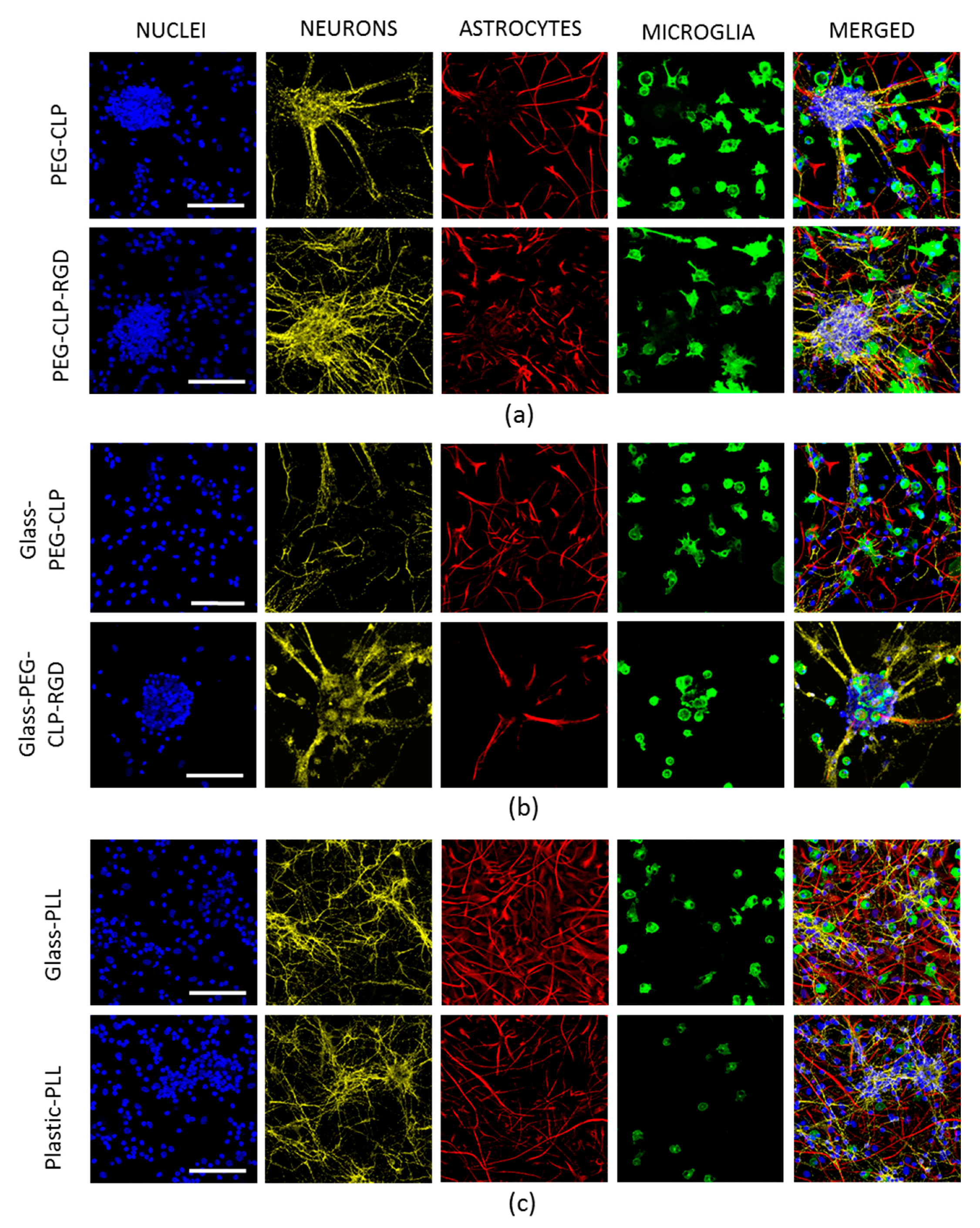 Biomolecules 10 00754 g004