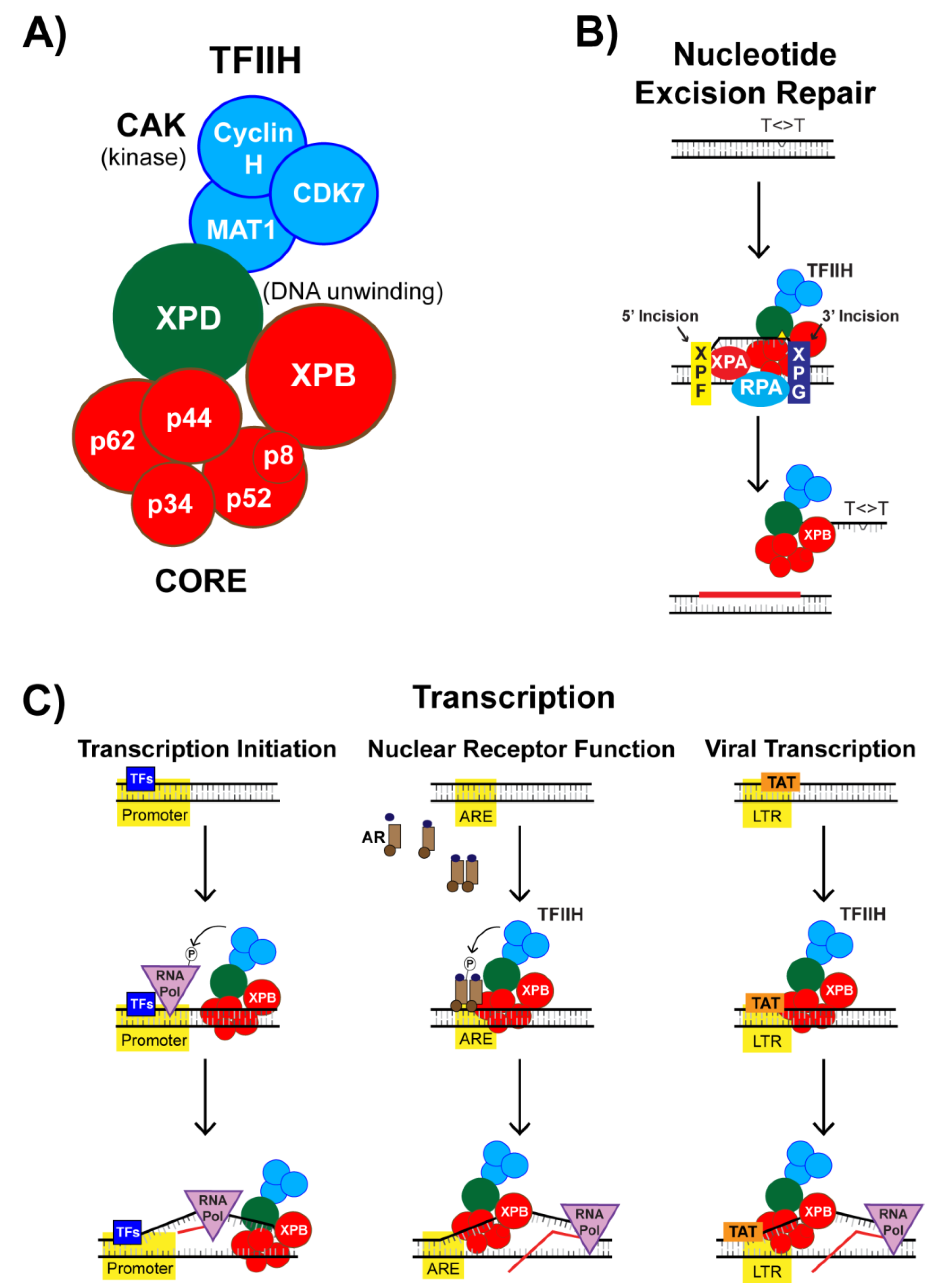 Biomolecules 10 00756 g005